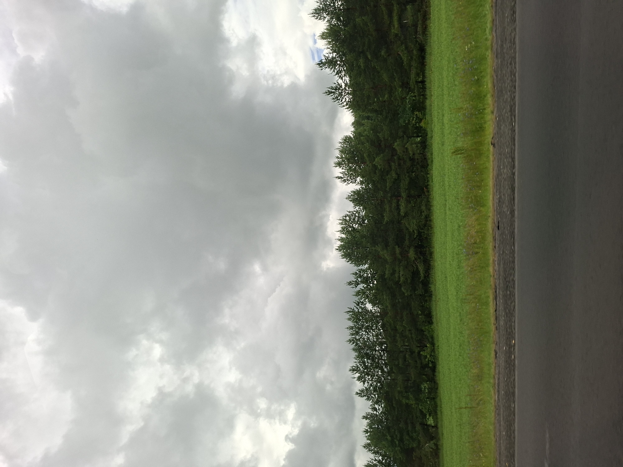 The image depicts a cloudy sky over a landscape near Vorob'evka, Russia. The foreground is dominated by a dark asphalt road and a strip of grey gravel. Beyond this, a vibrant green field stretches towards a dense line of dark green pine trees. The trees form a distinct horizon line against the sky, which is filled with heavy, gray clouds, suggesting an overcast or impending weather event. There are no people or animals visible in the scene.