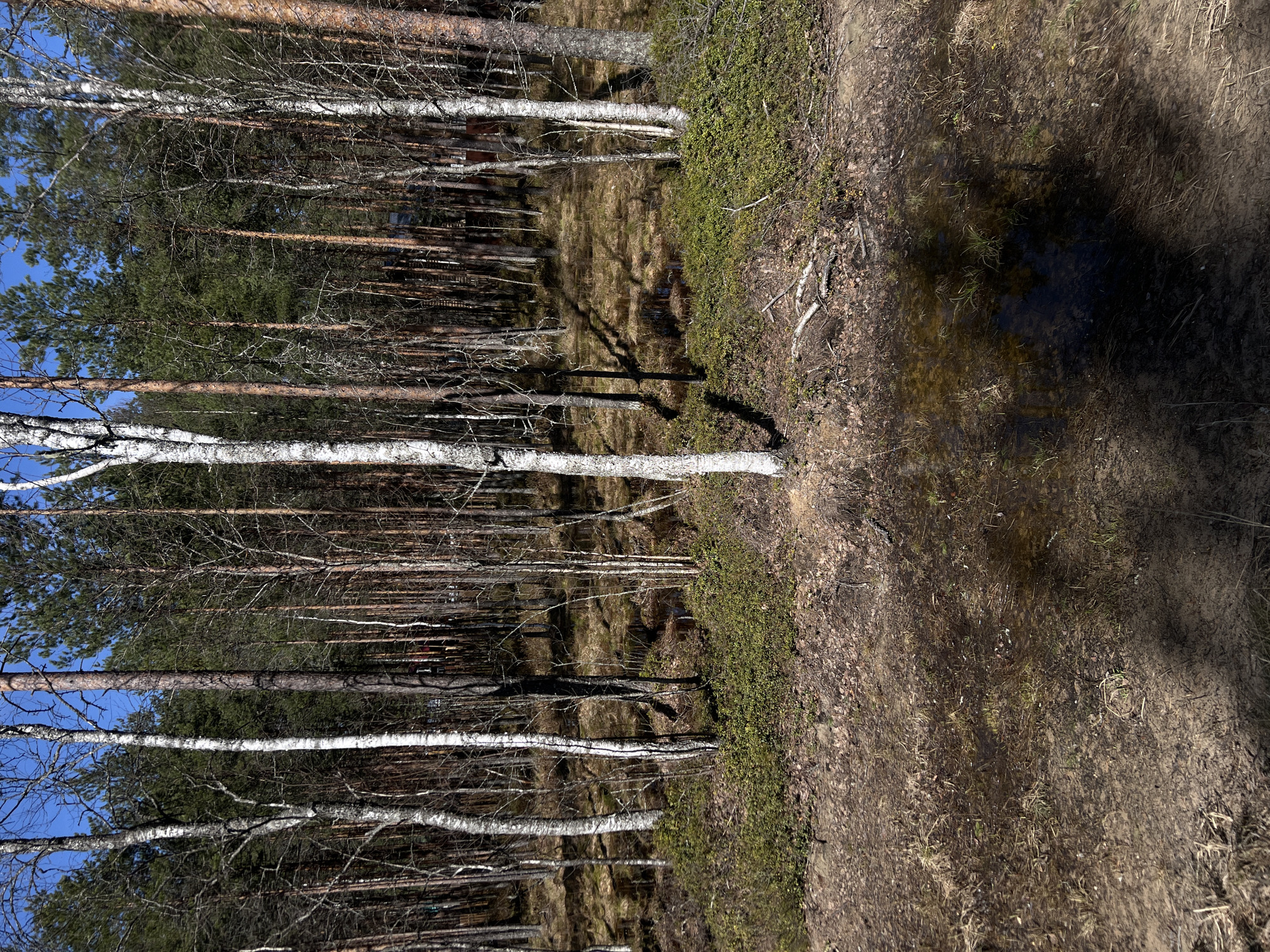 The image shows a forest scene near Чернышово, Russia. The foreground consists of a sandy, marshy area with some green vegetation. A thin layer of water covers parts of the ground. The background shows a dense forest with many tall, thin trees, including birch trees with white bark and coniferous trees with green foliage. The sky is visible through the branches and is a clear blue. There are no people visible.