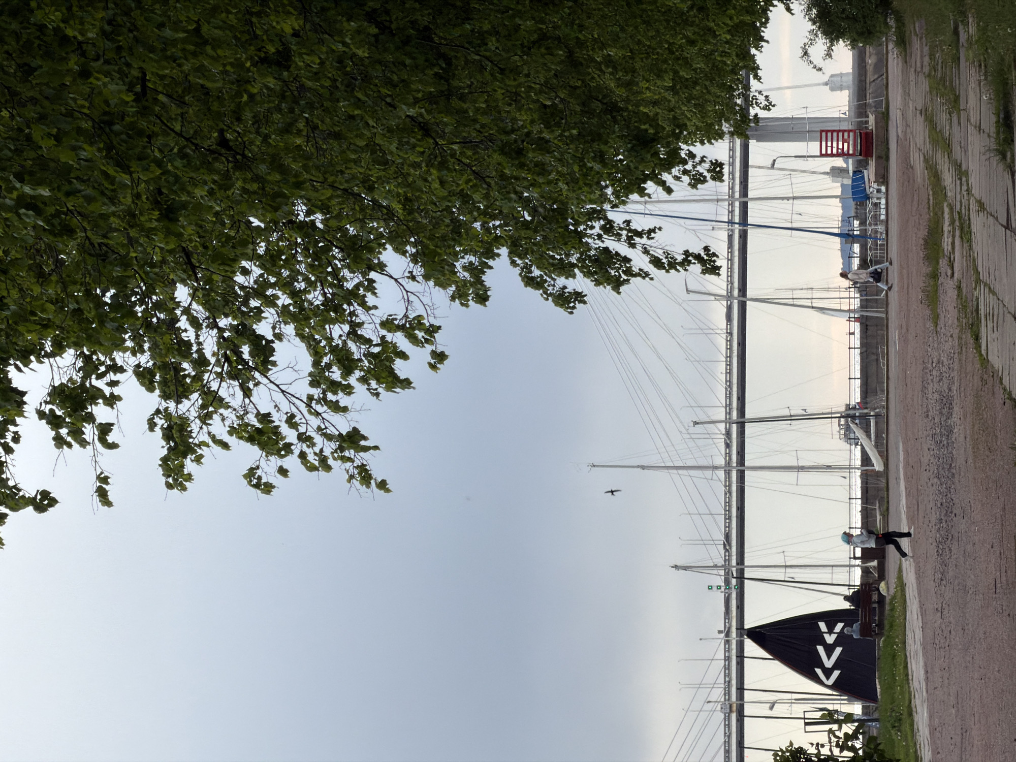 The image depicts a partially obscured waterfront scene in Saint Petersburg, Russia. The view is from an elevated position, likely a park or promenade. Dominating the foreground are the leaves and branches of a large tree, which partially obscure the view. Beyond the tree, a view opens up to a yacht harbor. A series of sailboat masts rise above the water and boats. A paved pathway runs along the edge of the water. A few people are visible on the pathway, including individuals sitting on benches. The sky is overcast. A bird is flying above boats. A large black boat cover/sail is visible.