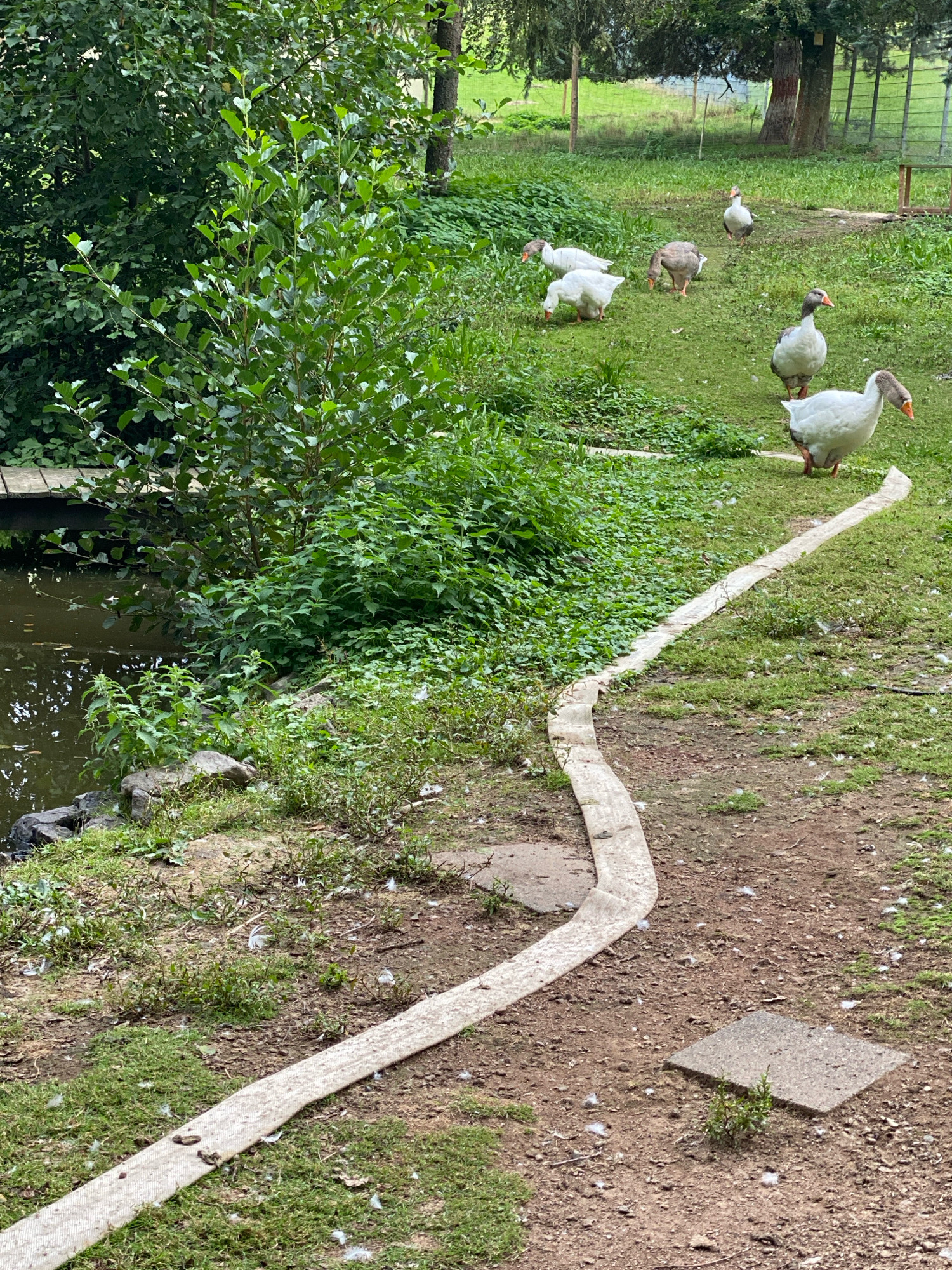 The image shows a rural outdoor scene, likely a farm or rural property, featuring several geese on a grassy area. A body of water, possibly a pond or stream, is visible on the left side of the image, bordered by rocks and vegetation. A wooden plank bridge crosses the water. A winding beige hose or fabric strip runs diagonally across the ground from the foreground towards the background, where several geese are gathered. The environment is lush with green foliage, including trees and bushes. The ground is a mix of grass and soil. In the background, a fence and trees are visible. The image appears to be taken in natural light. The location is specified as Flammersfeld, Germany.