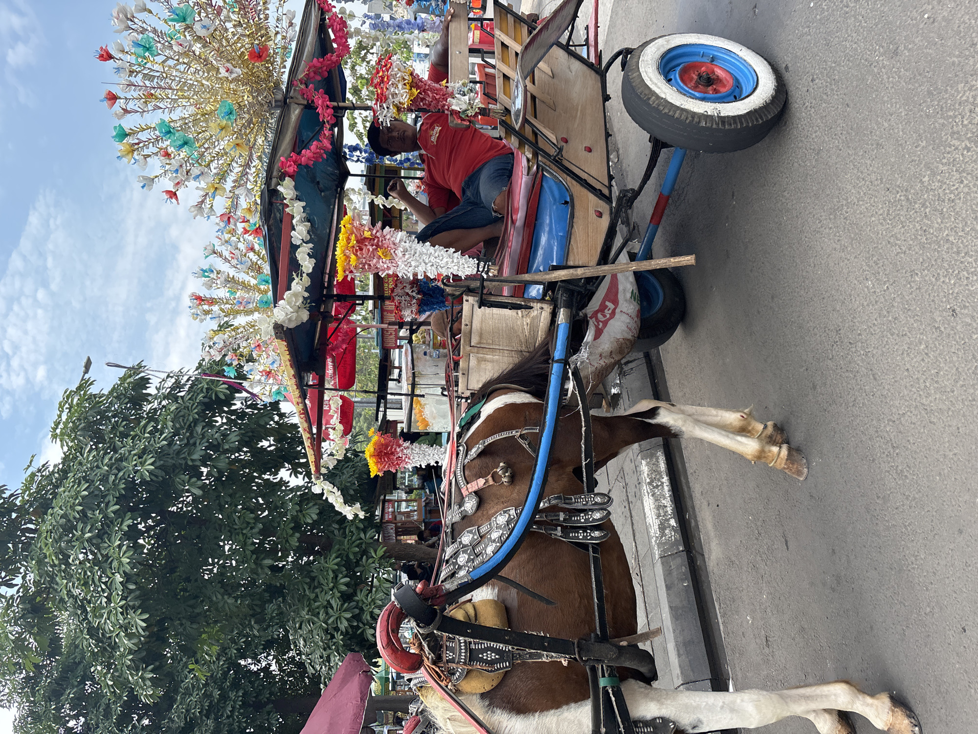 This upright image depicts a vibrantly decorated horse-drawn carriage, commonly known as a delman or andong, parked on what appears to be an urban street. The scene unfolds under a clear blue sky with sparse white clouds, indicating daytime.
The central subject is the carriage, elaborately adorned with a profusion of colorful artificial flowers in shades of pink, white, yellow, blue, and red, along with shiny tinsel, particularly on its canopy and sides. The carriage features wooden and metal components, blue seating, and a visible wheel painted blue and red with a white tire rim towards the rear.
A brown and white horse is harnessed to the front of the carriage. It is equipped with an ornate harness system, including silver-toned decorative plates, blue straps, and a distinctive red ornament on its head. Its hooves rest on the gray asphalt road, adjacent to a curb or sidewalk.
Inside the carriage, a male driver is seated, wearing a red t-shirt and blue jeans. He looks directly towards the viewer with a neutral expression, his hands engaged, possibly holding reins or a mobile device.
In the background, on the left side of the frame, lush green trees with dense foliage are visible, suggesting a tree-lined street or nearby greenery. The ground consists of gray asphalt. A white plastic bag hanging near one of the carriage wheels displays partially legible text, including "POKA" and "BERS", with another word starting with "UBUN" further down. The overall ambiance suggests a moment of rest or waiting for passengers for this traditional form of transport in West Jakarta, Indonesia.
