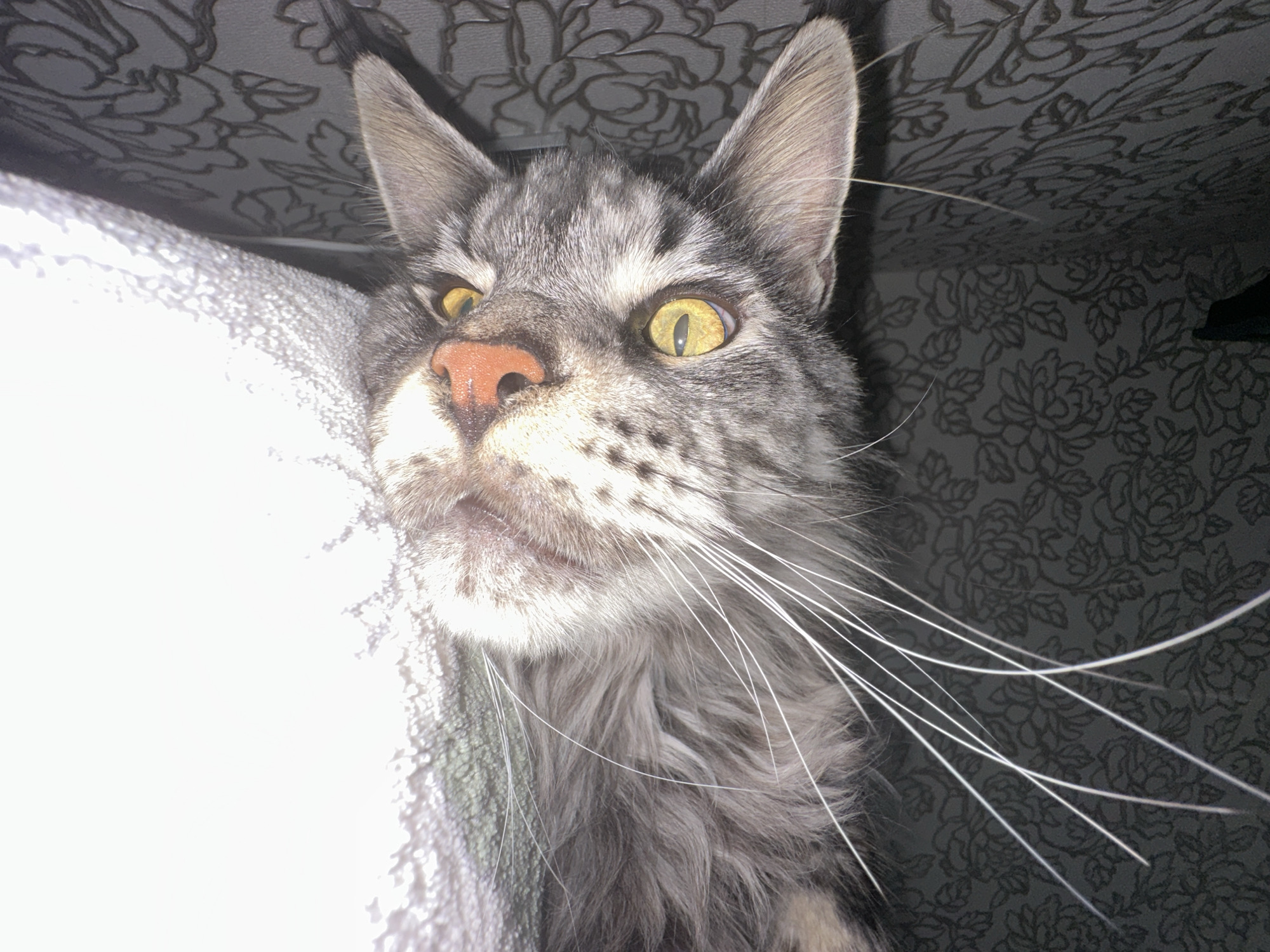 A close-up image of a gray tabby cat is presented. The cat is looking up at the camera with golden-yellow eyes, a pink nose, and long white whiskers. The cat's head is partially resting on a white object, likely a pillow. The background shows a gray floral patterned surface, possibly wallpaper or a ceiling covering. There is no indication of the location being Chaikovsky, Russia.