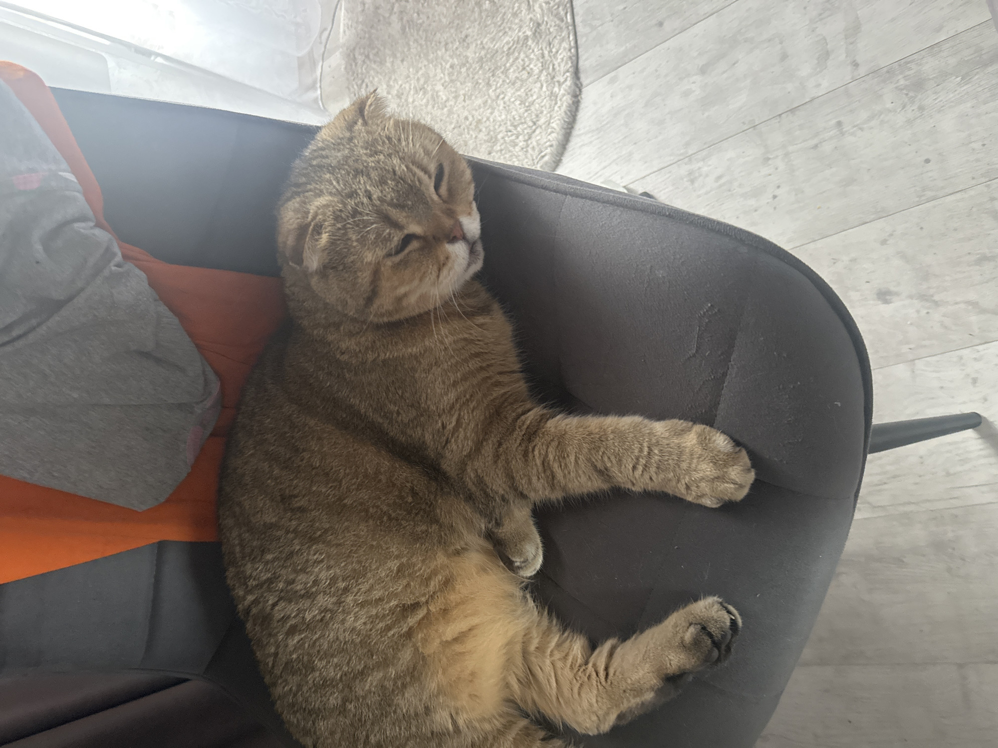 A tan-colored cat with folded ears is sleeping on a dark gray chair. The cat is lying on its side, with its head resting on its paws. Behind the cat, there are several pieces of fabric, including an orange one and a gray one. The chair is positioned near a window with sheer white curtains. The floor beneath the chair appears to be made of light-colored wood or laminate. A small, fluffy rug is visible to the right of the chair. The scene appears to be indoors, in a domestic setting. The image is taken from a slightly elevated angle, looking down at the cat.