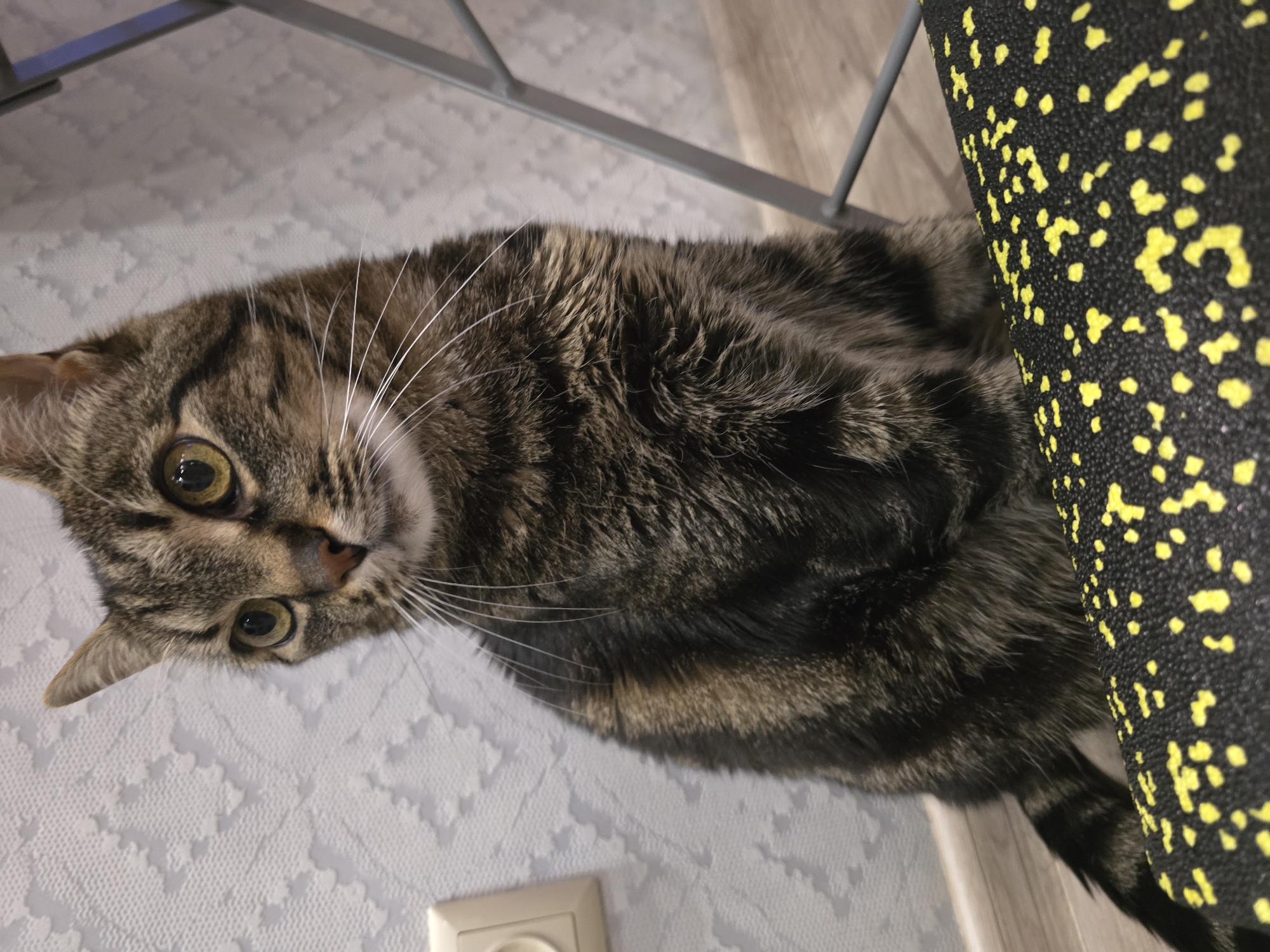 A tabby cat is sitting on the floor in front of a black textured object with yellow speckles. The cat is facing to the left of the frame, with its head turned slightly to the right. The background consists of a patterned wallpaper and a grey metal structure. A white electrical outlet is visible on the left side of the wall. The scene appears to be indoors, in a residential setting, possibly in Sofiivska Borshchahivka, Ukraine.
