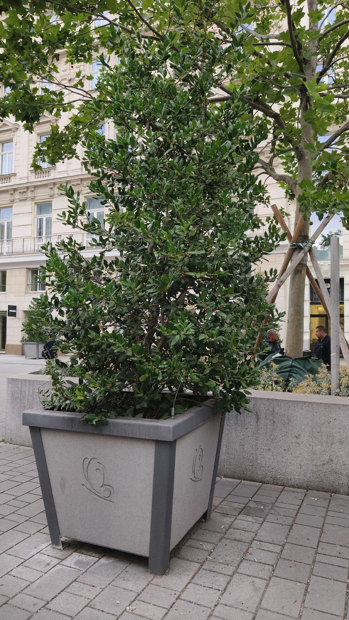 The image shows a large planter with a lush green tree in front of a building in Vienna, Austria. The planter is square with gray trim and decorative butterfly motifs on its sides. It sits on a gray paved walkway. In the background, a light-colored building with multiple windows and balconies is visible. To the right of the planter, a tree with visible wooden supports is also present. Two men are standing behind the planter, partially obscured by the tree. One man is wearing a dark jacket, and the other is wearing a light-colored jacket. The environment appears to be an urban setting.