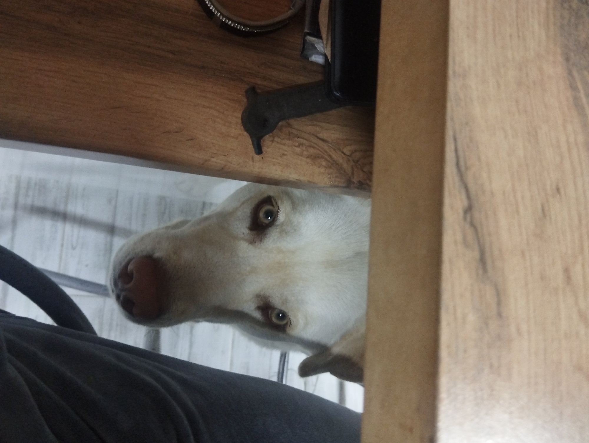 A white dog with light brown eyes peers out from under a wooden table. The dog's nose is prominently visible, and a person's leg is visible in the foreground. The table has a metal hinge and a dark object attached to its underside. The background appears to be a light-colored floor. The location is not identifiable as Grishanki, Russia, based on the visual information provided.
