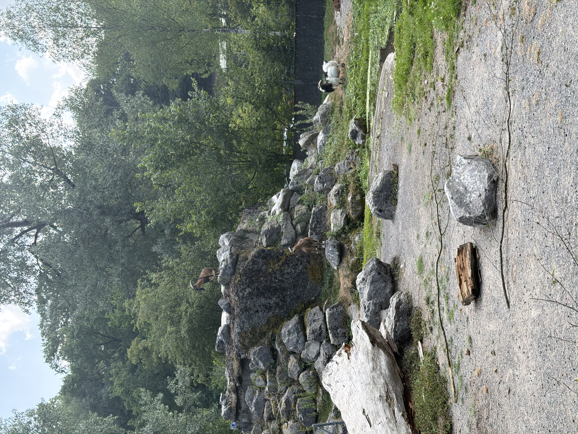 The image depicts an outdoor enclosure, likely a zoo exhibit, featuring several goats in a rocky and vegetated environment. In the middle ground, two brown goats with curved horns are perched on a large rock formation. One goat is standing on a higher ledge, looking to the left, while the other is on a lower ledge, facing the right. In the background, to the right, a white and black goat with short horns is standing in a grassy area. The enclosure includes numerous large rocks, some covered in moss, and patches of green grass and foliage. A large, weathered log lies on the ground in the left foreground, accompanied by several smaller rocks and scattered branches. The background is filled with lush green trees, suggesting a naturalistic habitat. A black fence is visible in the far background. The sky is partly cloudy. The scene appears to be captured during daylight hours. The presence of the goats and the constructed rocky habitat are indicative of an animal enclosure within the Bern Animal Park (Dählhölzli Zoo), located in Bern, Switzerland.