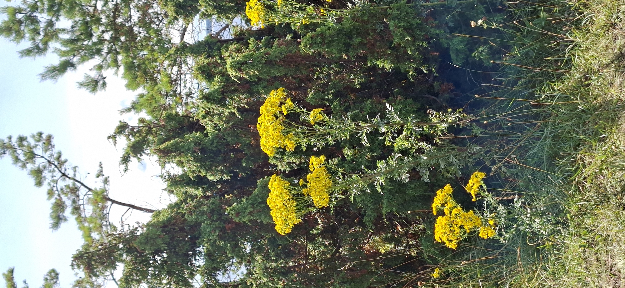 The image shows a natural landscape with a dense background of evergreen trees. In the foreground, several tall plants with clusters of bright yellow flowers are prominent. The ground is covered with green grass and dry vegetation. The sky above is light blue with some white clouds. There are no people or man-made structures visible in the image. The scene depicts a typical outdoor environment that could be found in a park or natural area. There is no specific information about the location in Panga, Estonia.