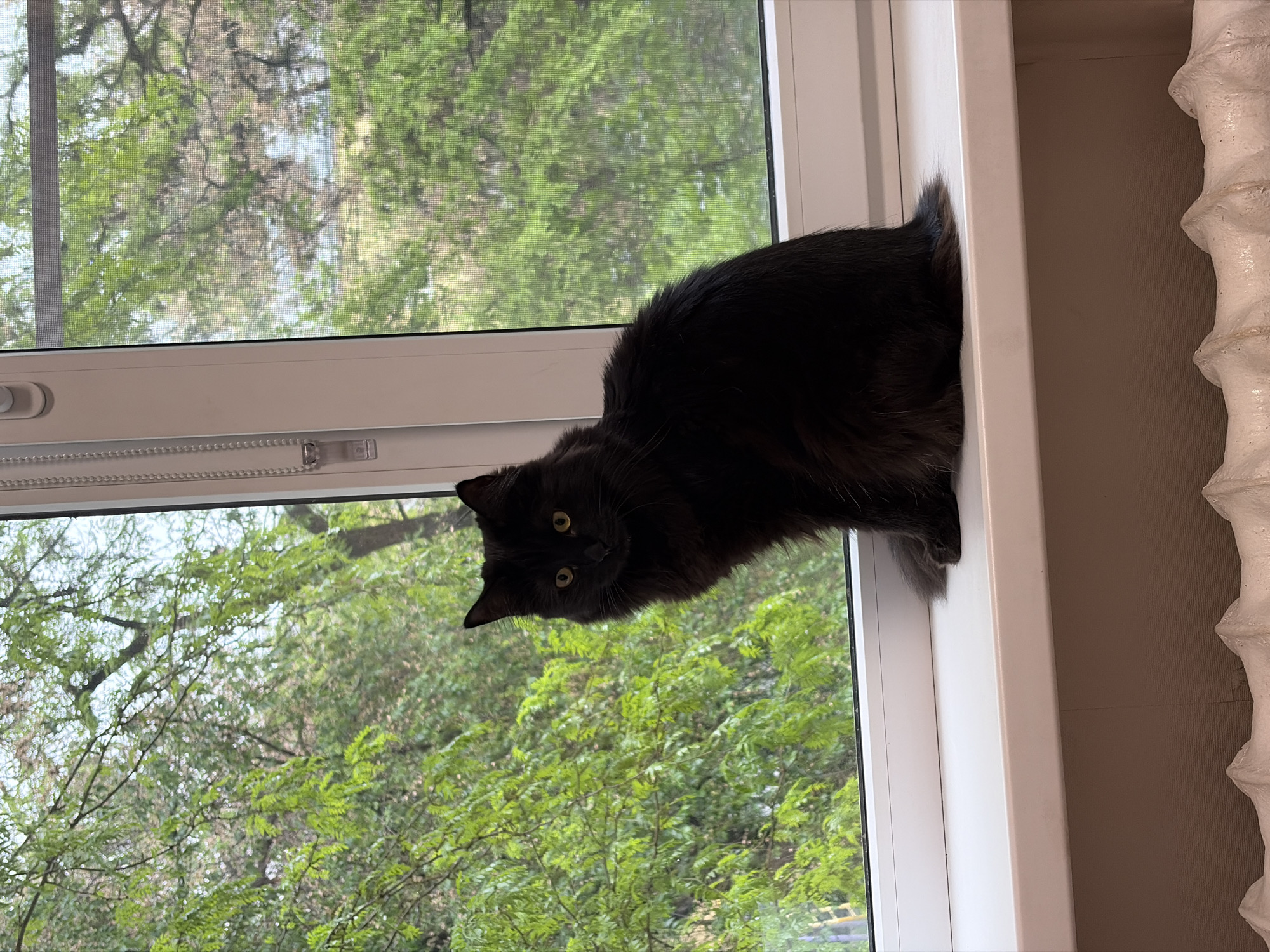 A black cat with yellow eyes sits on a white windowsill, gazing down and slightly left of the camera. Through the window screen, green trees and branches fill the view. To the right of the window is a textured, light-colored radiator. The location is likely Rostov-on-Don, Russia.