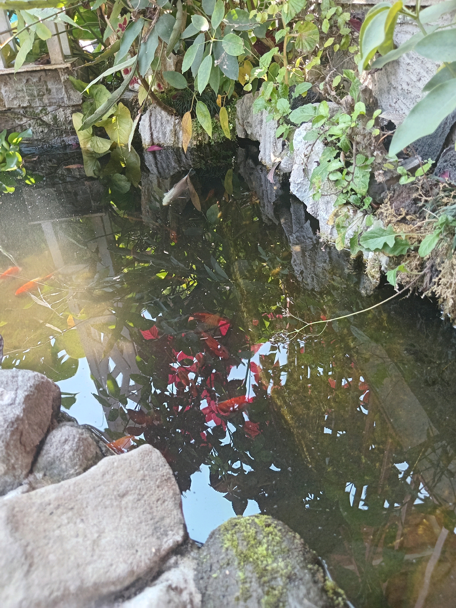 A fish pond in Claket, Indonesia is bordered by grey rocks and lush green foliage. Several orange goldfish swim in the murky water, their bodies reflecting the surrounding plant life. The water's surface is dappled with sunlight, creating a shimmering effect.