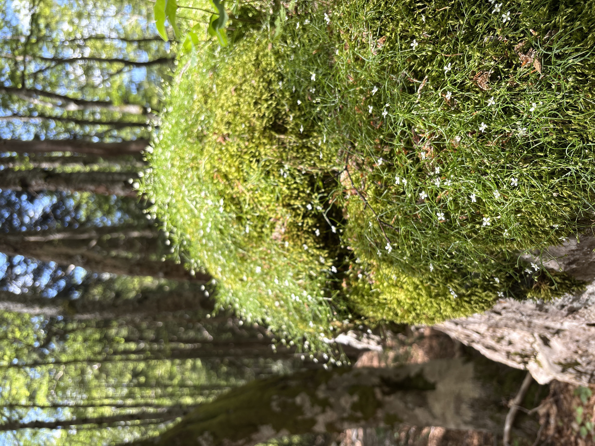 In the city of Katun Vulića, Montenegro, a close-up shot focuses on a moss-covered rock. The rock is enveloped in lush green moss, interspersed with numerous tiny white flowers. The flowers are delicate, with thin stems and small, four-petaled blooms. The moss forms a dense carpet, creating a vibrant green texture on the surface of the rock. In the background, a forest scene is visible, with tall trees and dappled sunlight filtering through the leaves. The background is out of focus, emphasizing the detail of the moss and flowers in the foreground. A large, moss-covered tree trunk is visible on the left side of the image, adding to the natural, forest environment.