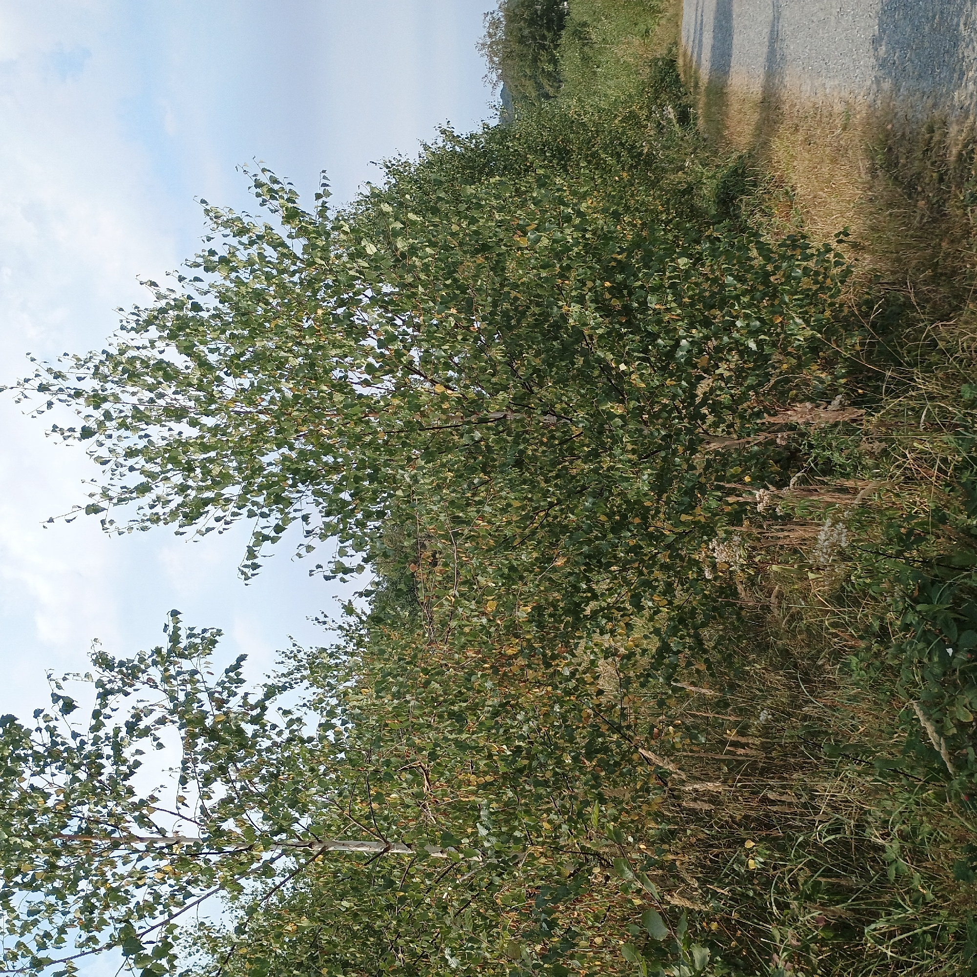 The image depicts a tree-lined path in Möhnesee, Germany. In the foreground, a dense row of birch trees with predominantly green leaves, some showing autumnal yellowing, flank a gravel path that recedes into the distance. The ground beside the path is covered in dry grass and other low-lying vegetation. In the background, more trees and foliage are visible, forming a natural landscape under a partly cloudy sky. There are no people or animals visible in the image. The scene is a natural outdoor setting, likely in a park or rural area within Möhnesee.