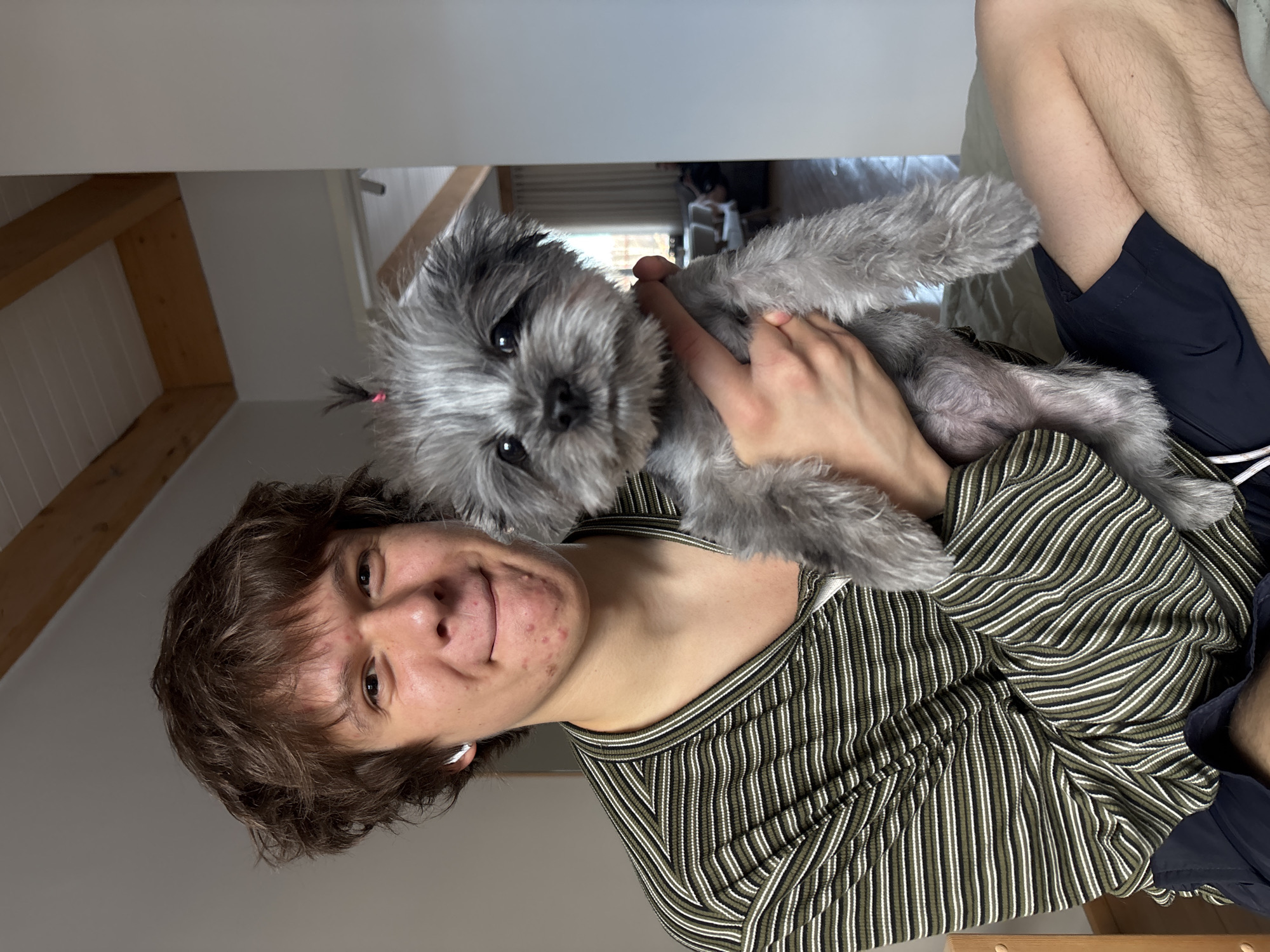A person is holding a gray, furry dog. The person has short brown hair and is wearing a striped shirt. The dog is small and has a pink hair tie. The background is out of focus, but appears to be a room with white walls and wooden beams. It is not possible to determine if the location is in the city of Chaikovsky, Russia from the image.