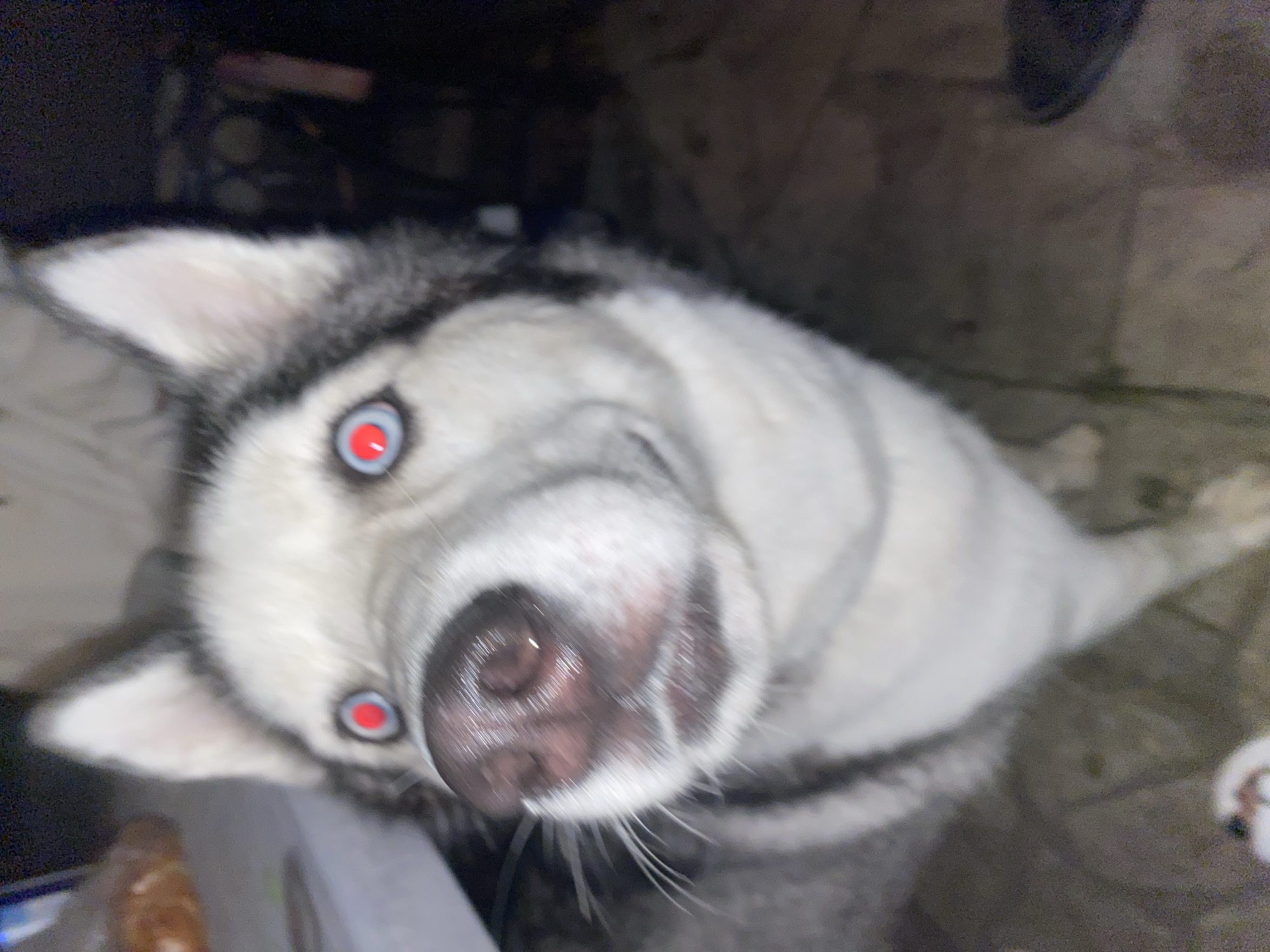 A close-up, slightly blurry, over-the-shoulder shot of a Siberian Husky. The dog's head is tilted forward, with its nose prominently featured and its eyes looking directly at the camera. The eyes have a red-eye effect, likely from flash photography. The dog's fur is a mix of white and grey. In the background, a blurred out table with what appears to be food is visible on the left, and a dark, indistinct background on the right. The setting appears to be indoors, possibly a home, with what looks like tile flooring. There are no people clearly visible in the frame, though a small portion of a white object that could be a shoe or a bag is visible at the bottom left of the image. No specific location within Solnechnaya Polyana, Russia can be determined from the visual information alone.