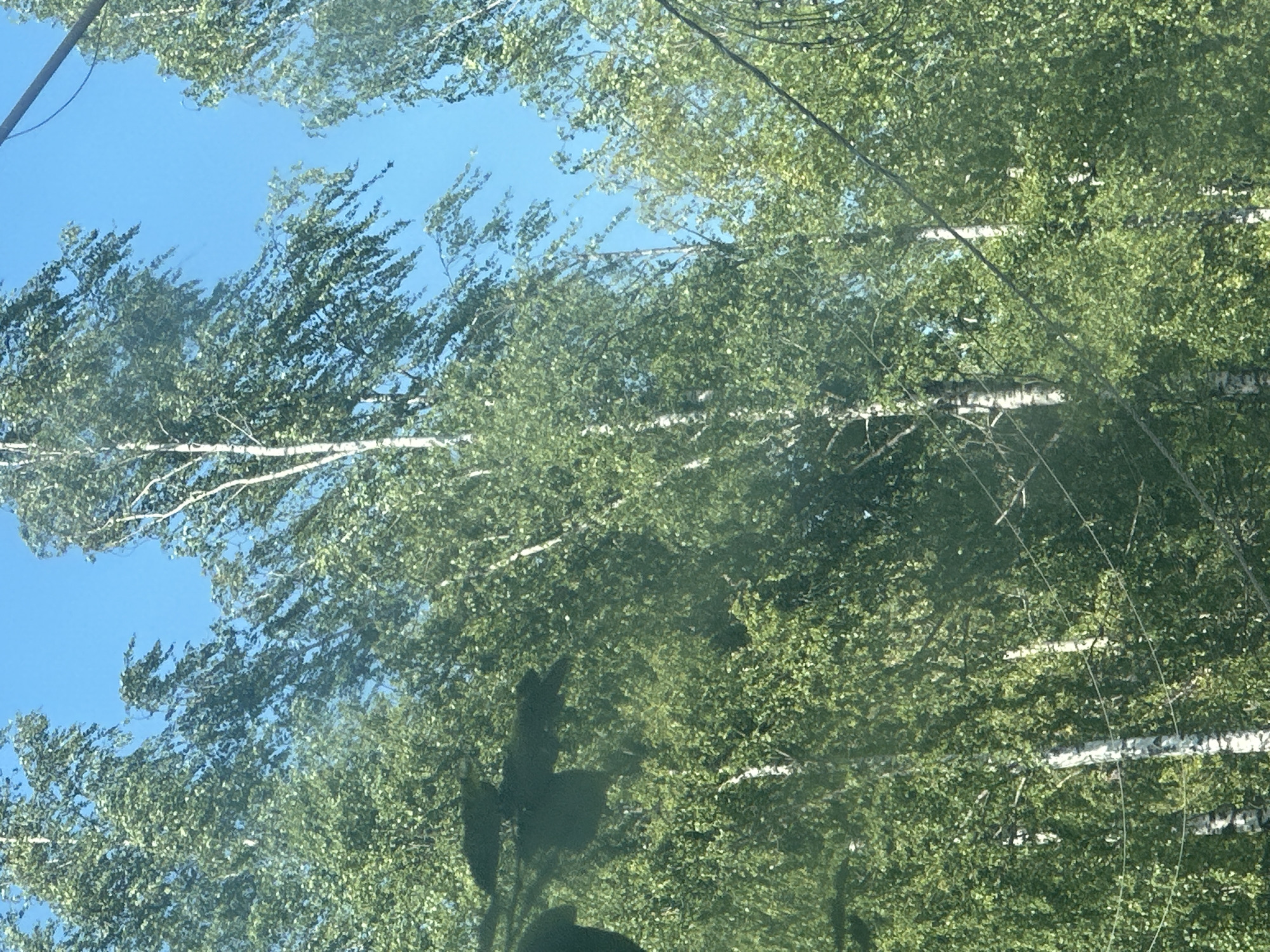 The image shows a dense canopy of deciduous trees, likely birch trees given the white bark visible on some trunks, against a clear blue sky. The leaves are a vibrant green, indicating a summer or late spring setting. The trees are tall and their branches are heavily laden with foliage. Some branches are visible as distinct lines against the sky, with leaves appearing as a textured green mass. The overall impression is of a natural, lush environment. There are no visible people or structures in the immediate scene. The location is identified as Plesetsk, Russia, suggesting an outdoor, possibly rural or park-like setting within that city.