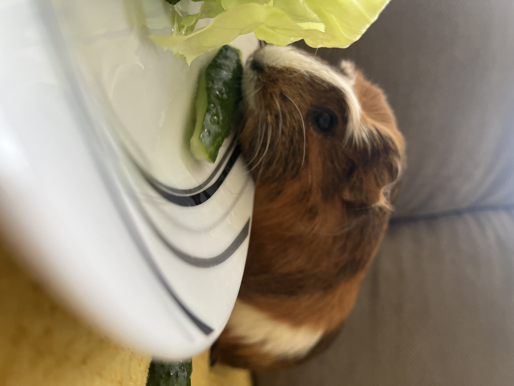 A close-up, eye-level shot shows a guinea pig with brown and white fur resting its head on a slice of cucumber. The guinea pig is positioned on a white plate with black stripes, which is slightly out of focus in the foreground. To the left of the guinea pig, a large, green lettuce leaf is visible. The background is blurred, suggesting a soft surface like a couch. The lighting is natural and diffused.