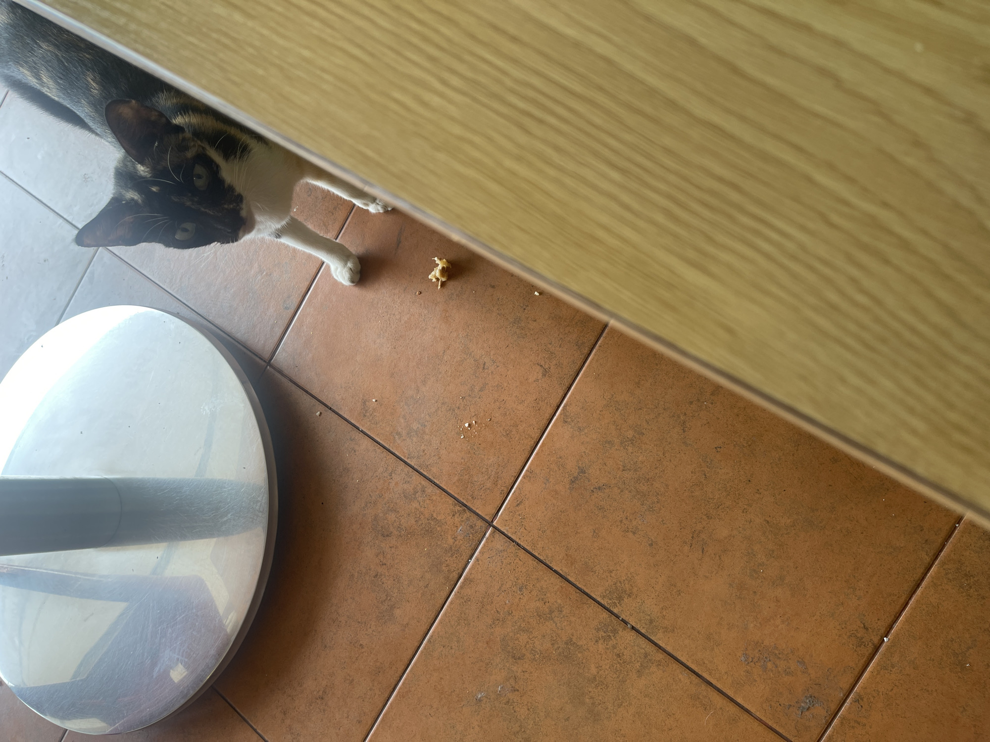 A calico cat with white paws and chest is standing on a tiled floor, looking at a piece of food. The cat is positioned to the right of a round, silver-colored base of a table. The floor is made of terracotta-colored tiles. A wooden surface runs along the right edge of the image. The scene appears to be indoors, possibly in a home or establishment in Medan, Indonesia.