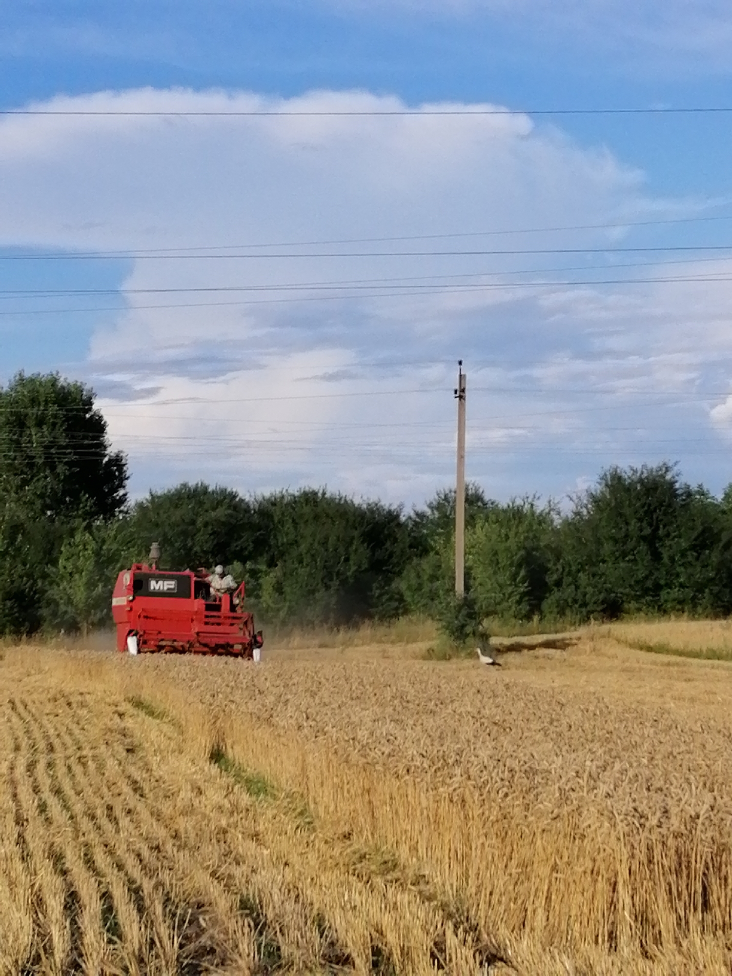 A red combine harvester, bearing the "MF" logo, is in operation on a golden field of harvested grain. Two individuals are visible on the harvester. The field is bordered by dense green trees. In the middle ground, a stork stands in the field. A utility pole with overhead wires is present on the right side of the image. The sky above is a mix of blue with scattered white clouds. The scene depicts agricultural activity in the village of Mali Kuskivtsi, Ukraine.