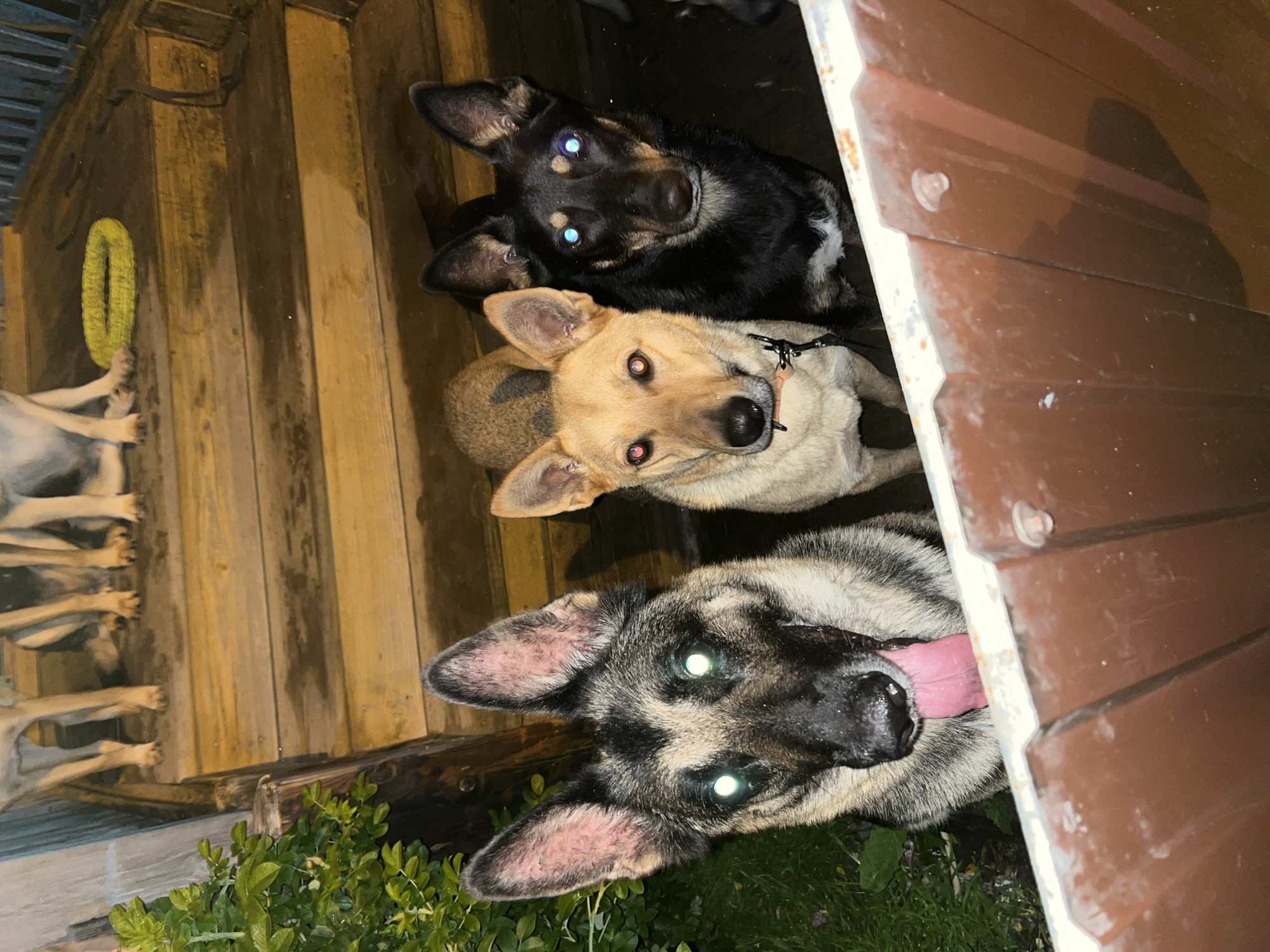 The image depicts three dogs on wooden steps outdoors at night. The dogs are in the foreground, looking towards the camera. The dog on the left is a German Shepherd mix with a tan and black coat, its tongue hanging out. The middle dog is a lighter tan color with floppy ears and a black collar. The dog on the right is black with a white chest patch and piercing blue eyes. In the background, other dogs are visible sitting on the steps, some appearing to be larger breeds. A yellow toy ring is on the steps near the background dogs. The environment appears to be residential, with greenery to the left of the steps. The lighting suggests artificial light sources illuminating the scene. The image does not contain information specific to Nizhny Tagil, Russia.