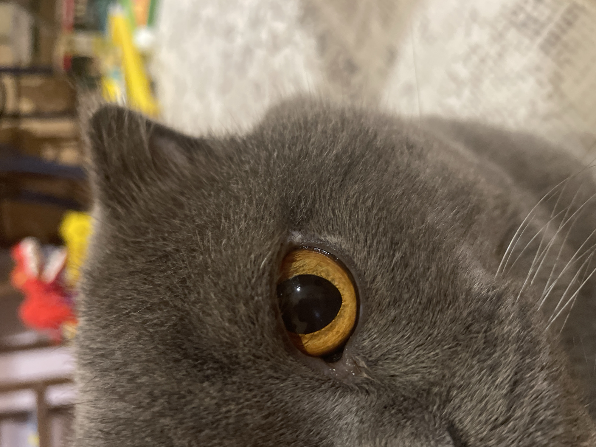 A close-up, eye-level, medium shot focuses on the right side of a grey cat's face, with its left eye prominently displayed. The cat's eye is a striking amber color with a dark pupil. The fur is short and dense. The background is blurred, showing indistinct shapes and colors, possibly a room with toys, including a red object resembling a dinosaur toy and some yellow items. The lighting appears to be artificial, casting a soft glow on the cat's fur. The scene is indoors, with the background suggesting a domestic environment.
