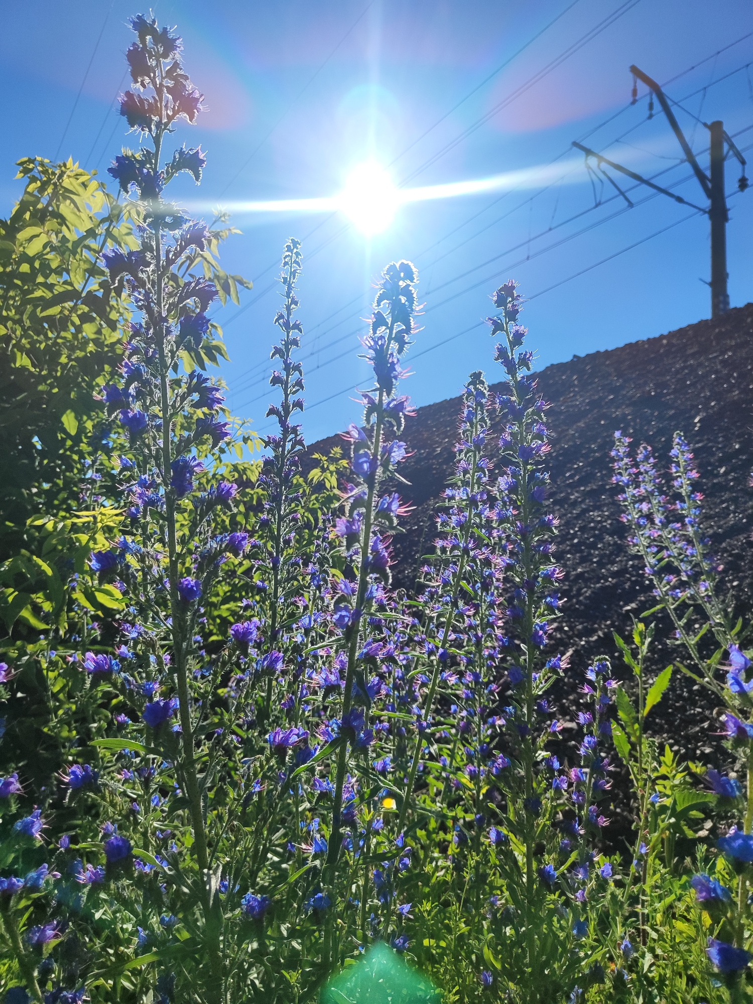 A low-angle, sun-drenched shot captures several tall stalks of blue flowers reaching towards a bright sun in a clear blue sky. The flowers have many small, vibrant blue petals clustered along their stems. Behind the flowers, a dense patch of green leaves is visible to the left. In the background, a dark, textured slope rises, possibly a large pile of coal or earth. Overhead, power lines stretch across the sky, supported by a dark silhouette of a utility pole. The sun is positioned high in the frame, casting a strong lens flare across the scene. The overall impression is one of natural beauty contrasted with industrial infrastructure.