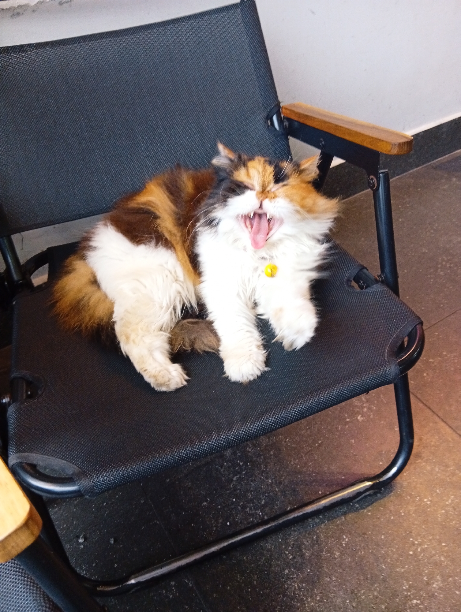 A calico cat with long fur is lying on a black folding chair and yawning widely. The cat is positioned in the center of the frame, its mouth open to reveal its pink tongue and teeth. It has a yellow bell tag on a collar around its neck. The chair is made of black mesh fabric and has wooden armrests. The background shows a light-colored wall and a dark floor with some debris. The scene appears to be indoors, possibly in a cafe or public space.