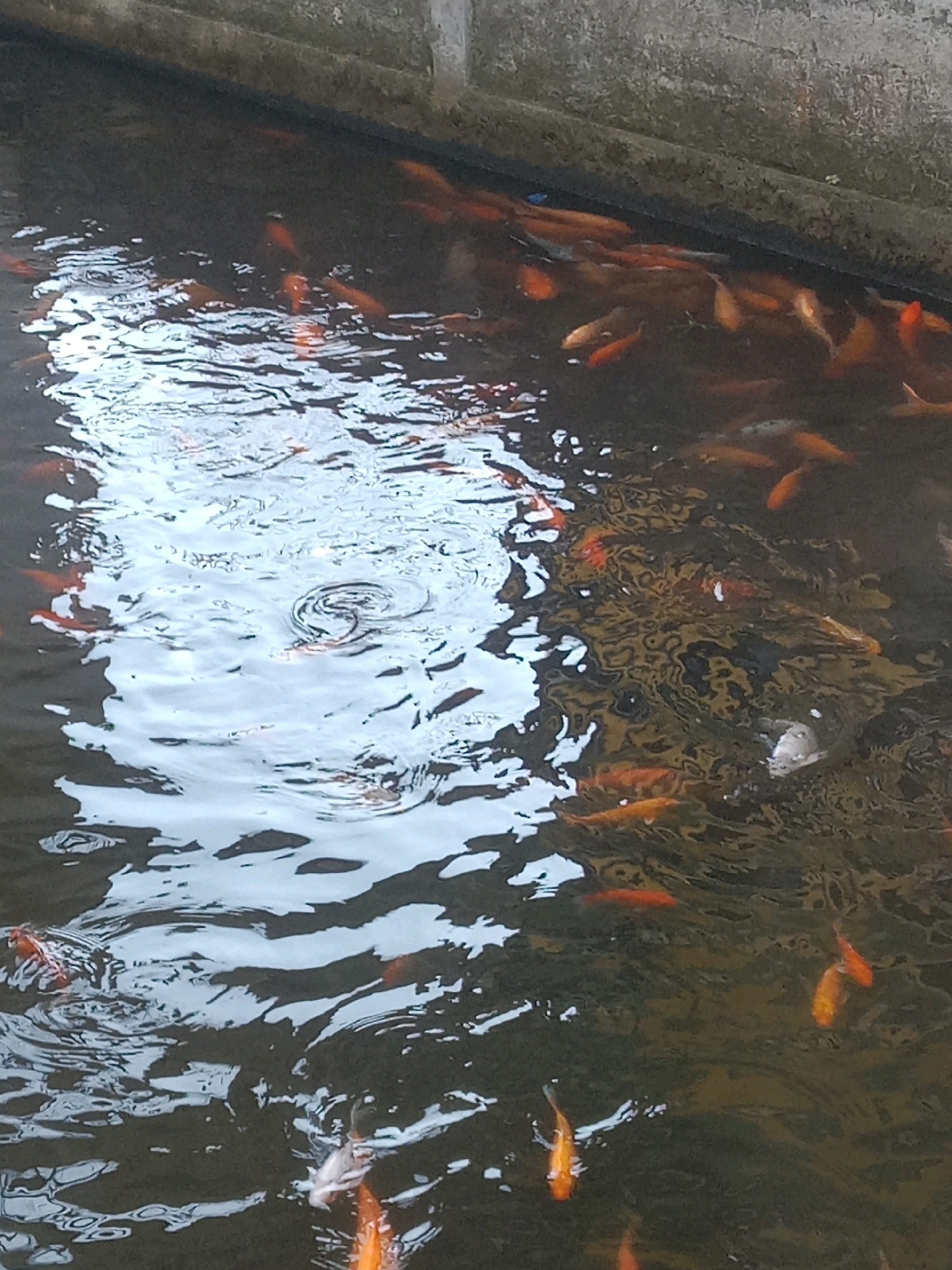 In Kertek, Indonesia, a school of goldfish are swimming in a murky pond. The fish are predominantly orange, with some appearing to have white markings. The water is disturbed, creating ripples and reflections on the surface. The pond appears to be contained by a rough, gray, textured wall.