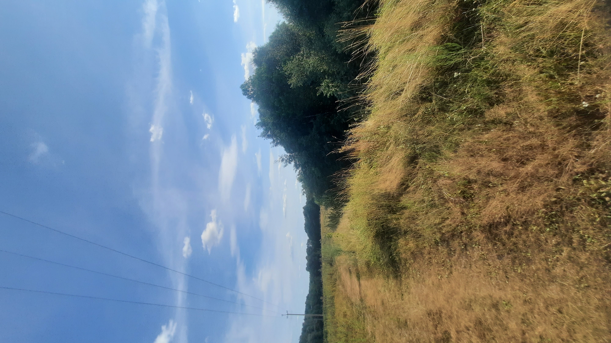 A dirt path winds through a grassy field towards a dense line of trees on the right. The sky above is a vibrant blue with scattered white clouds, and power lines stretch across the upper left portion of the frame, supported by a utility pole visible in the distance. The overall scene depicts a natural, outdoor environment.