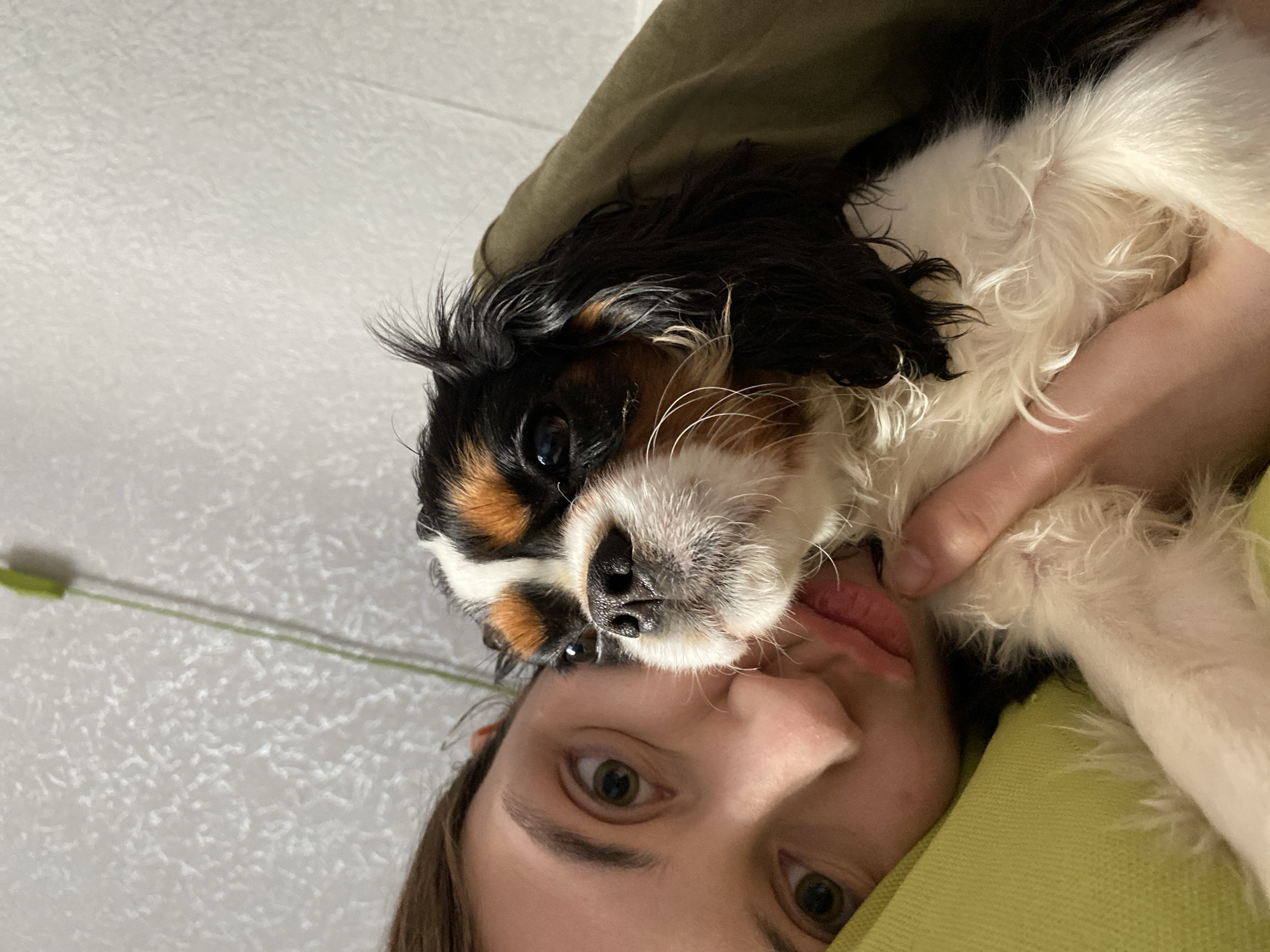 This close-up, angled photograph captures a person and a dog in an intimate indoor setting, potentially in Votkinsk, Russia. The image is taken from a low perspective, with the subjects positioned upside down relative to the viewer.
The primary subjects are a person and a tri-color dog, possibly a Cavalier King Charles Spaniel. The person, appearing to be a young adult with brown hair and light-colored eyes, is seen from the chin up, looking directly at the camera with an engaged expression. They are wearing a vibrant lime green garment, possibly a sweater, which frames the lower right portion of the image. Pink lipstick is visible on their lips. The person's arm is visible, wrapped around the dog, indicating a close embrace.
The dog's face is positioned directly above the person's forehead, its black nose prominent in the center of the frame. Its fur is a mix of black, white, and tan patches, with soft, fluffy textures. One dark eye of the dog is visible, looking towards the left, while its black ear is noticeable near the top of its head. The dog appears calm and comfortable nestled against the person.
The background consists of a light gray or off-white wall with a subtle, textured pattern. A thin, light green wire or string is visible running horizontally across the upper left quadrant of the wall. The lighting is soft and consistent, suggesting an indoor environment without harsh shadows. No text is visible in the image. The overall scene conveys a sense of warmth, companionship, and affection between the person and their pet.