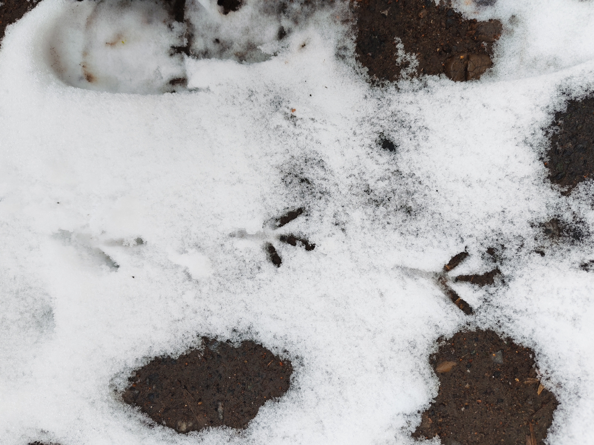 The image depicts a patch of snow-covered ground interspersed with exposed dark soil. Visible within the snow are three distinct sets of bird tracks, arranged linearly from left to right. A larger, circular depression in the snow is present in the upper left corner. The overall environment suggests an outdoor setting, specifically a location where snow is present and birds are active. There is no indication of the location being Izhevsk, Russia. There are no people depicted in the image.