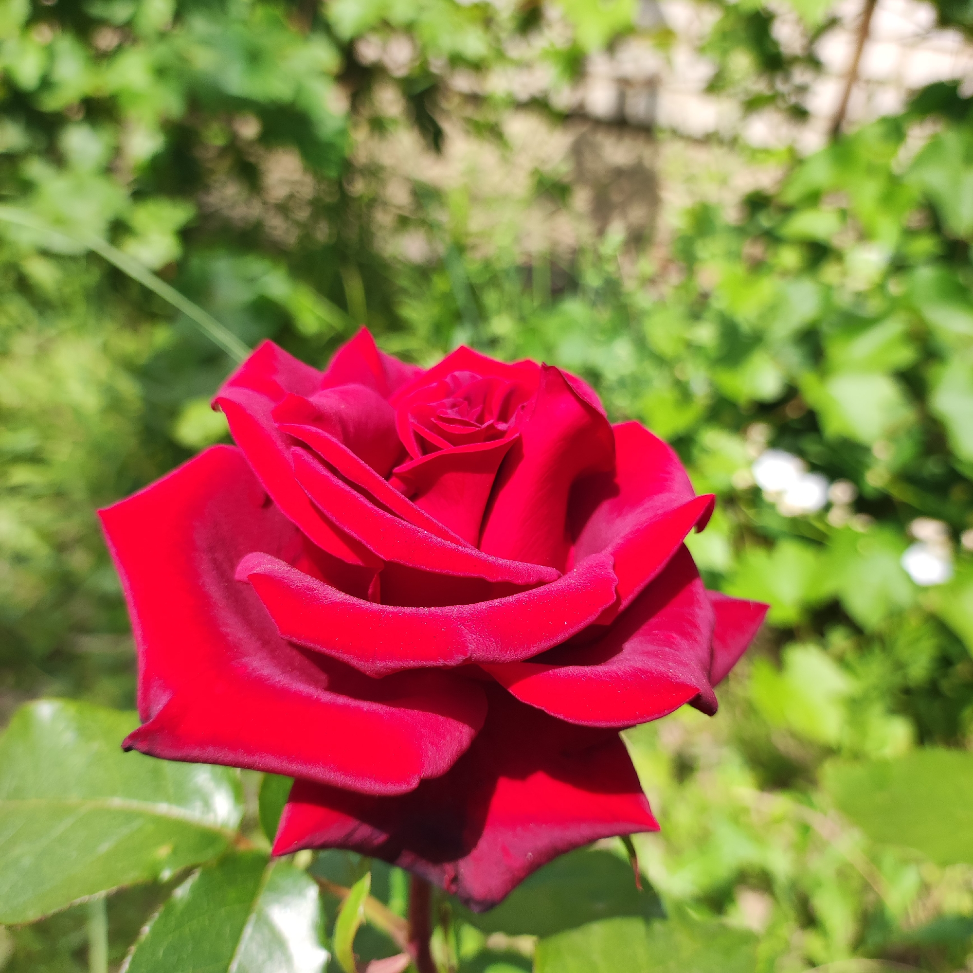 A close-up shot showcases a vibrant red rose in full bloom, its velvety petals unfurling in the sunlight. The rose is the central subject, occupying the majority of the frame. Its deep red color is rich and saturated, with subtle variations in tone and shadow that give it depth and texture. Some petals appear slightly ruffled, while others are smooth and elegantly curved.
The rose is positioned in a garden setting. The background is a blur of lush green foliage, suggesting a natural and abundant environment. Hints of white flowers are also visible in the distance, adding a touch of contrast to the dominant green and red. The lighting indicates it is daytime, likely a sunny day, as evidenced by the bright illumination and the shadows cast on the rose petals. The overall atmosphere is serene and tranquil, emphasizing the beauty of nature. The image is taken from a low angle, looking up towards the rose. There is no visible text in the image. The location context is Navoloki, Russia, which suggests this is an outdoor scene in a Russian garden or park.