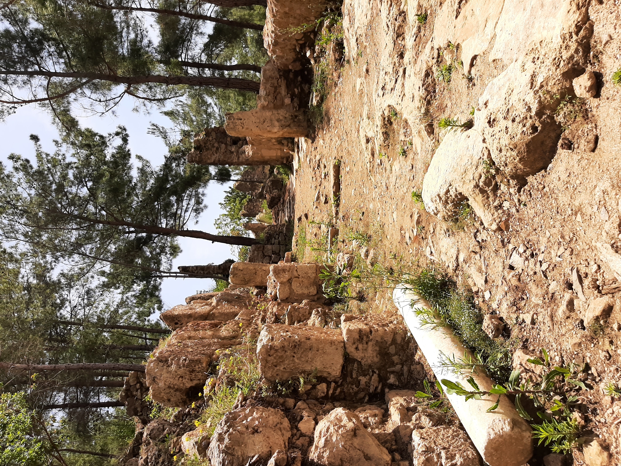 The image depicts a section of the ancient ruins located in Alanya, Turkey. The scene consists primarily of weathered stone blocks and columns, overgrown with various small plants and greenery. Tall pine trees surround the ruins, partially obscuring the sky. The earth appears dry and dusty. The overall impression is that of an archaeological site that has been exposed to the elements for a significant period, and is somewhat reclaimed by nature.
