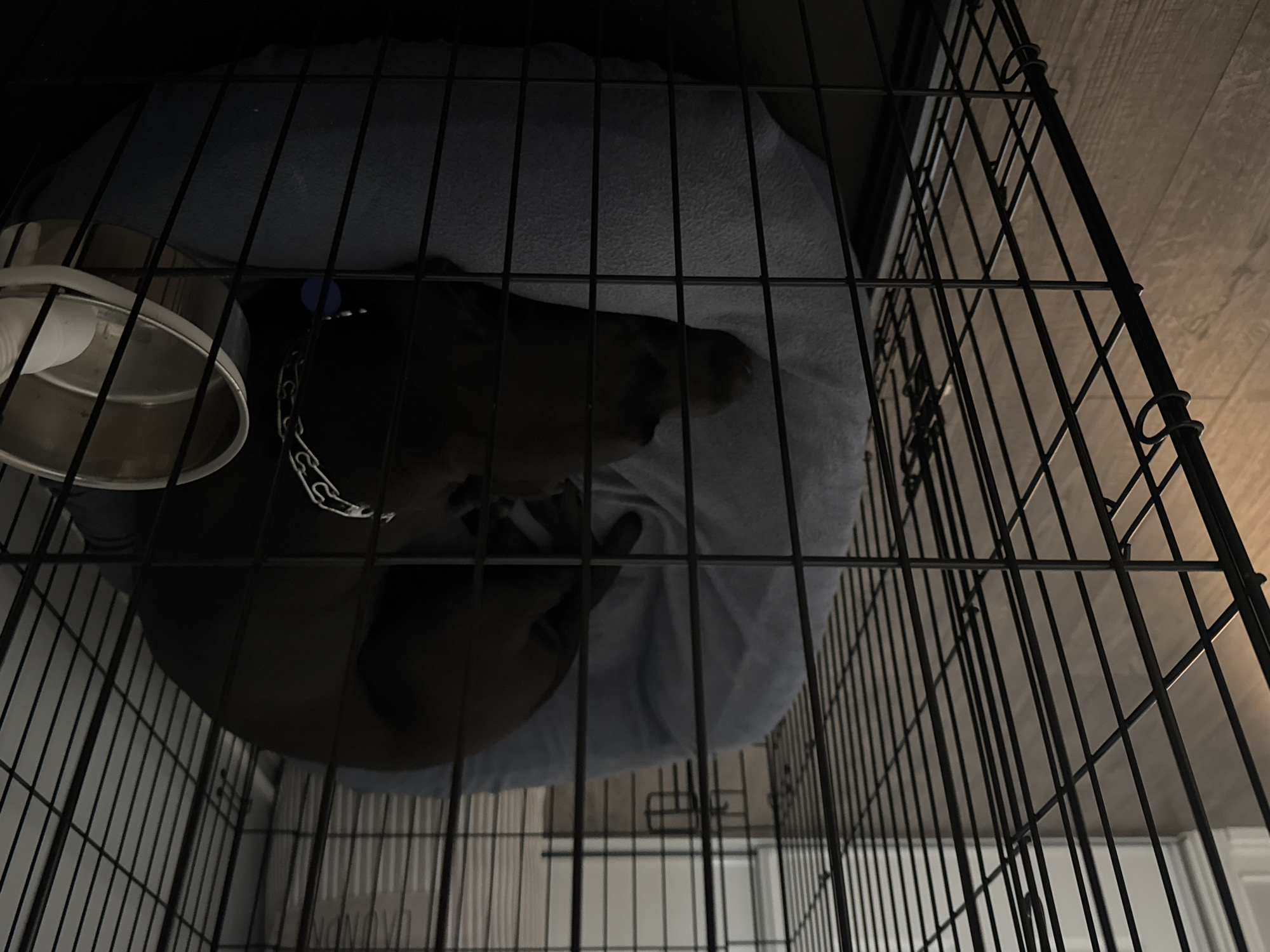 A dark-colored dog sleeps curled on a blue pet bed inside a black wire crate. The crate is on a wooden floor. A metal water bowl with a white object inside is attached to the side of the crate. A chain-link collar is around the dog's neck. The background of the room is dimly lit and out of focus. The image is taken from a low angle looking into the crate.