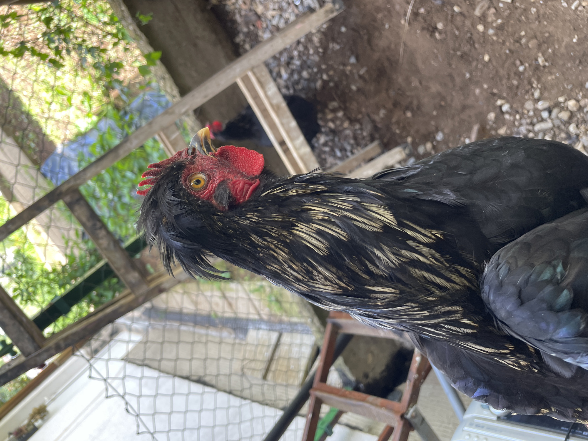 A close-up, high-angle shot of a black rooster inside a chicken coop. The rooster has a bright red comb and wattles, and yellow eyes. Its feathers are black with silver-white stripes on its neck and chest. The coop appears to be made of wood and wire mesh. Some foliage is visible through the wire mesh in the background. In the upper-right background are patches of dirt and gravel. The location is identified as Zlatograd, Bulgaria.