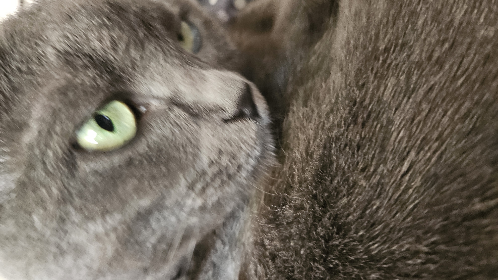 This is a close-up photograph of a grey cat's face, with a shallow depth of field blurring much of the image. The cat's left eye, a striking green with a dark pupil, is sharply in focus in the upper left quadrant. The fur around its face appears soft and detailed. The cat's nose and mouth area are visible, but slightly out of focus. The right side of the cat's head, including another eye that is only partially visible and appears to be a lighter shade of blue-green, is out of focus. The cat's body, covered in dense grey fur, fills the bottom half of the frame, also blurred. The background is indistinct and out of focus, suggesting an indoor setting. There is no visible indication of the city of Krasnodar, Russia, or any other specific geographic location.