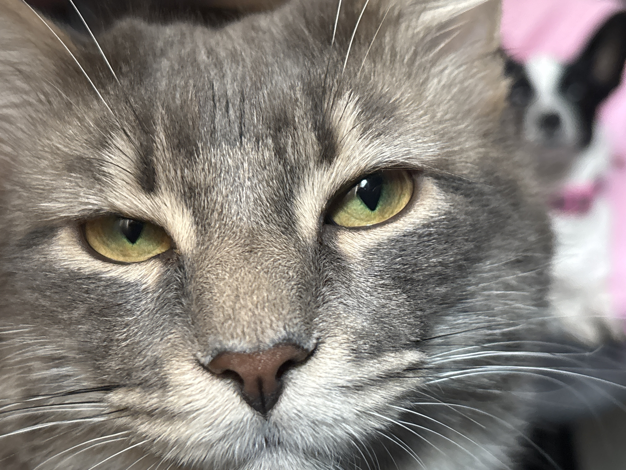 A close-up shot of a gray tabby cat's face. The cat has yellowish-green eyes, a pink nose, and white whiskers. A blurry dog is visible in the background. The location is not discernible.