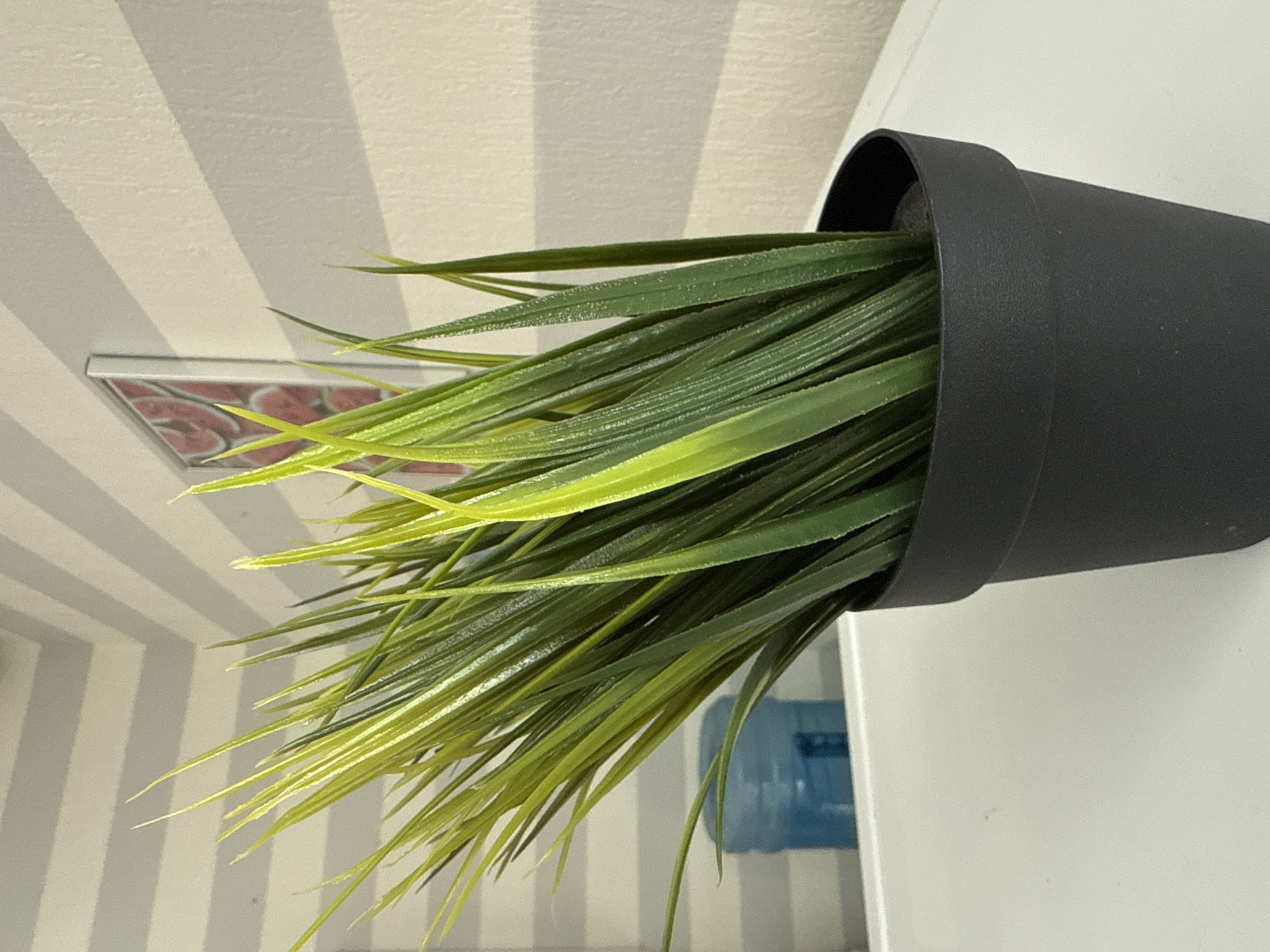 The image shows a close-up of a black plastic pot containing artificial green grass. The pot is placed on a white surface. In the background, there is a wall with horizontal stripes of light and dark gray, and a framed picture with slices of watermelon. To the left of the pot, a blue water dispenser is partially visible. The scene appears to be indoors, possibly in a home or office environment. There are no people or animals present in the image. The lighting suggests it is daytime, with natural light casting shadows on the wall. The overall impression is that of a simple, functional decoration. The location is not specified in the image, and therefore, it cannot be definitively linked to the city of Perm, Russia.