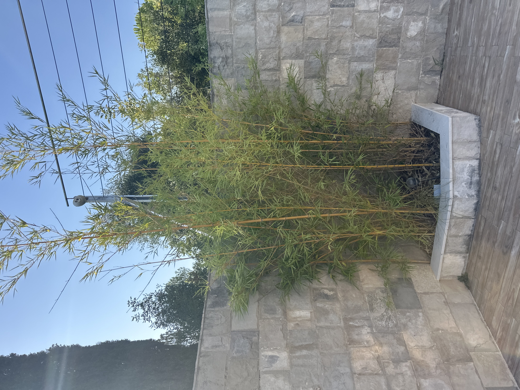 In Brca, Montenegro, a garden scene features a raised planter filled with bamboo. The planter is constructed from light-colored stone blocks. The bamboo stalks are yellow-green and reach upwards, with slender green leaves. Behind the bamboo, a wall made of rough-hewn grey stone blocks forms a corner. The ground in front of the planter is paved with wooden planks laid horizontally. A tall, dark green evergreen tree stands to the left of the frame, partially obscuring the stone wall. Above, a clear blue sky is visible, with thin horizontal wires stretched across the upper portion of the image, attached to a metallic pole with a small, round, smiling object. Lush green trees and foliage are visible in the background above the stone wall. The lighting suggests it is daytime, with sunlight casting shadows. There are no people or animals present in the scene.