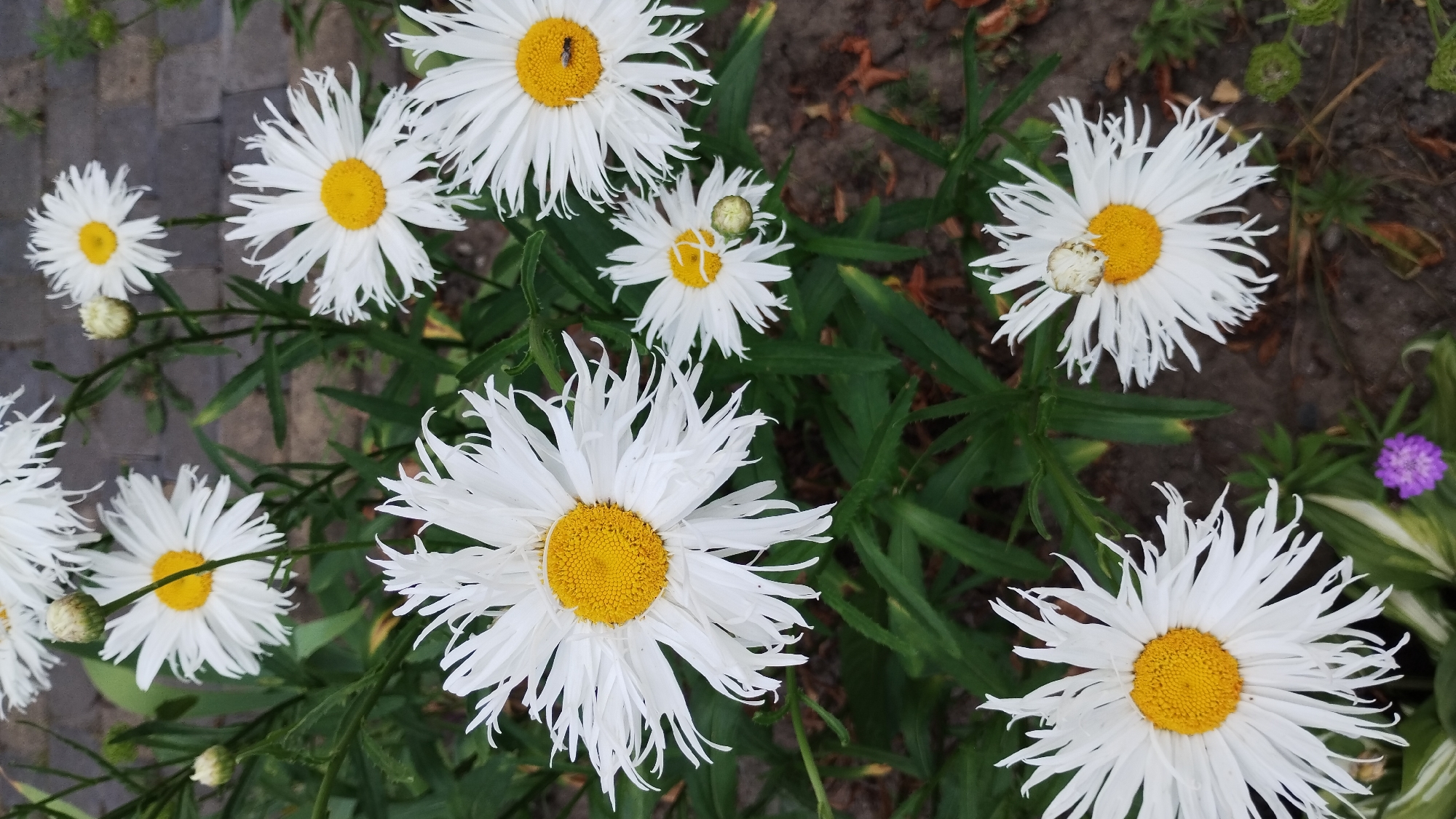 A cluster of white Shasta daisies with bright yellow centers are in full bloom. Some daisies have fringed petals, while others have classic, pointed petals. The flowers are surrounded by lush green foliage and dark soil. In the upper background, a paved walkway made of grey bricks is visible. A small spider is perched on one of the daisy petals. A tiny purple flower is growing near the bottom left corner of the image.