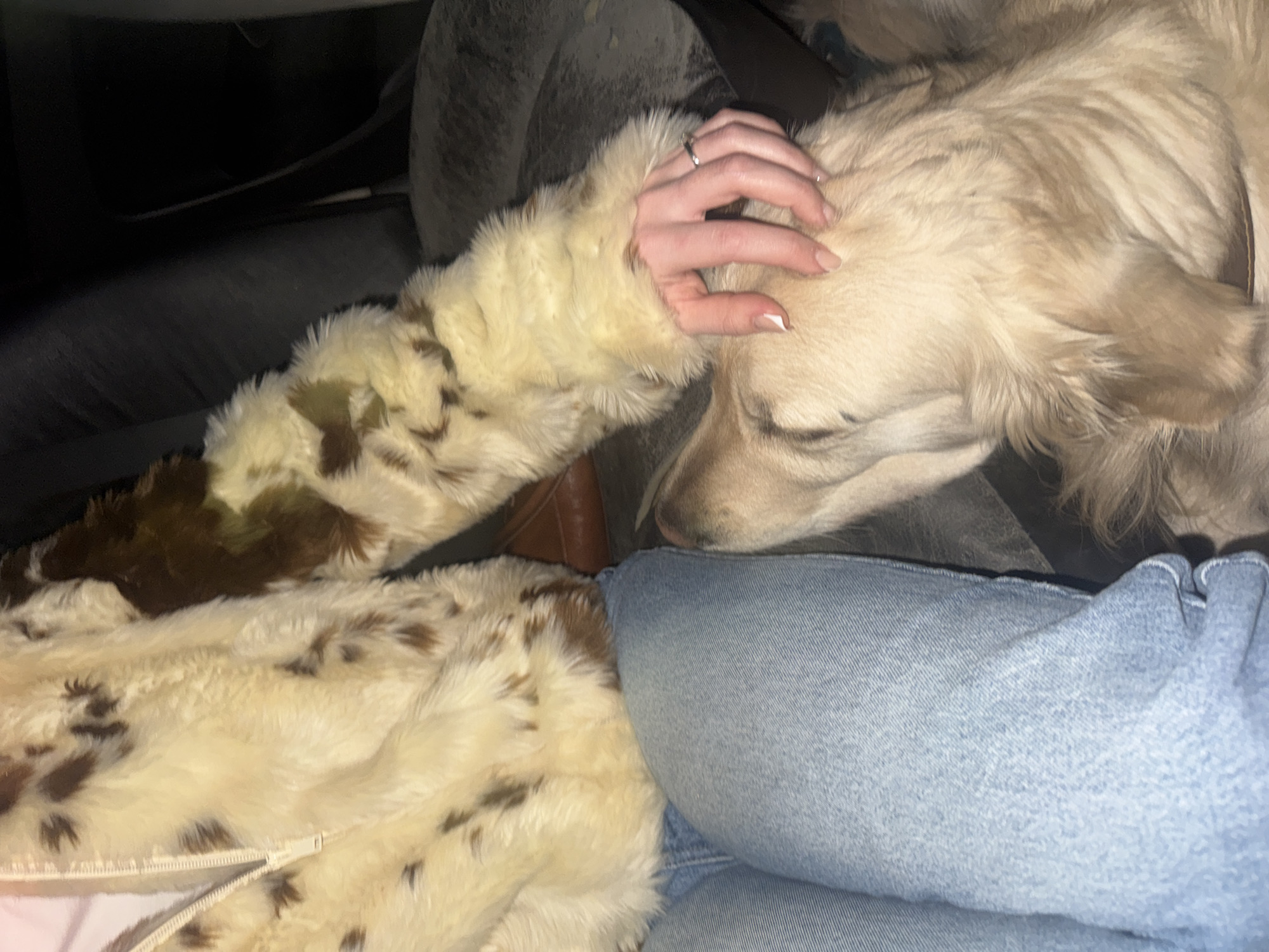 A person wearing blue jeans and a cream-colored faux fur jacket with brown spots is petting a light-brown dog. The person's left hand is gently resting on the dog's head. A silver ring is visible on the person's ring finger. The setting appears to be inside a car, based on the dark background and the presence of a car seat. There is no information in the image that could be used to deduce the location in Yerevan, Armenia.