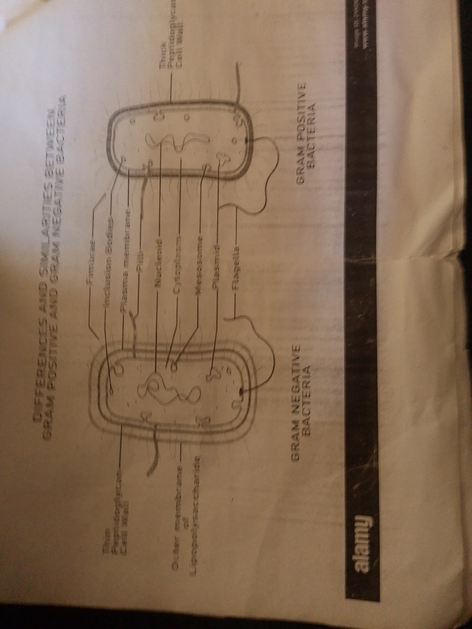 The image is a diagram illustrating the differences and similarities between Gram-positive and Gram-negative bacteria. It shows two bacterial cell structures, one labeled "GRAM POSITIVE BACTERIA" and the other "GRAM NEGATIVE BACTERIA." Various components of the bacterial cells are labeled with lines pointing to different parts of the diagrams, such as "Thick Peptidoglycan Cell Wall," "Inclusion Bodies," "Plasma membrane," "Pilli," "Nucleoid," "Cytoplasm," "Mesosome," "Plasmid," and "Flagella" for the Gram-positive bacterium. The Gram-negative bacterium is depicted with a "Thin Peptidoglycan (Cell Wall)" and an "Outer membrane of Lipopolysaccharide." The image has some text in the background, including the word "alamy" at the bottom right. There is no discernible information within the image that relates to the city of Jalingo, Nigeria.