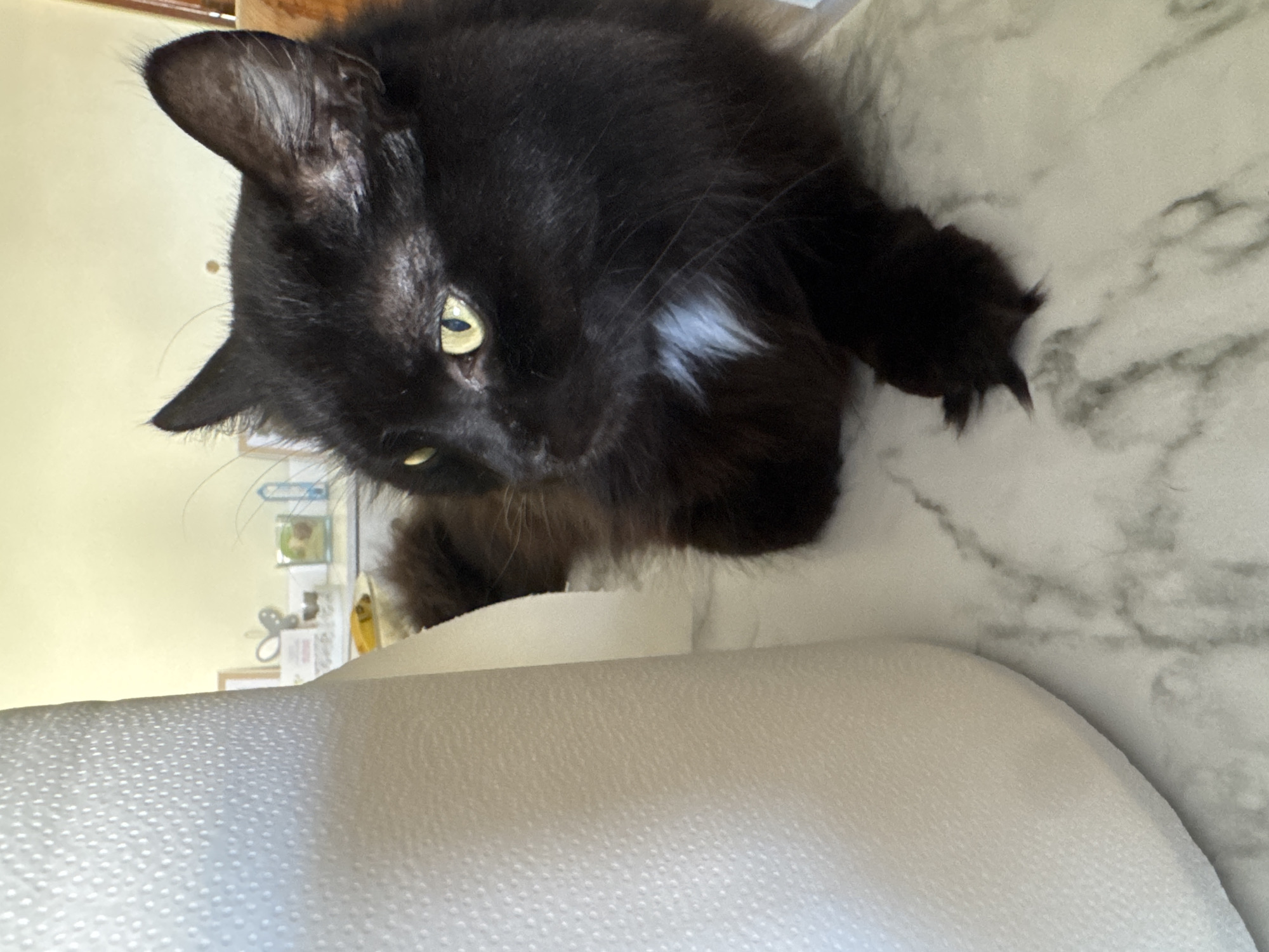 This indoor image, taken in Figueira da Foz, Portugal, is initially oriented in portrait mode but appears rotated 90 degrees clockwise. It prominently features a long-haired black cat with striking yellow-green eyes that are intensely focused on something out of frame or directly at the viewer. A small patch of white fur is visible on the cat's chest. Its ears are perked up, indicating alertness. One of its front paws, with claws slightly extended, is visible on a light surface to the right.
In the immediate foreground, a textured white surface, resembling a paper towel roll or soft white fabric, extends across the bottom of the frame. Behind the cat, on the right side, is a light grey and white marbled surface, possibly a countertop. The background on the left consists of a softly lit, light yellow wall. Some blurry, indistinct household items, including what appears to be a small clear container, are visible on a shelf or surface against this wall. The overall setting suggests a domestic environment, possibly a kitchen or utility area.
The lighting is bright and even, consistent with daytime, and creates a soft glow without harsh shadows. The cat's posture and direct gaze convey an impression of curiosity, alertness, or playful intensity. No visible text is present in the image.