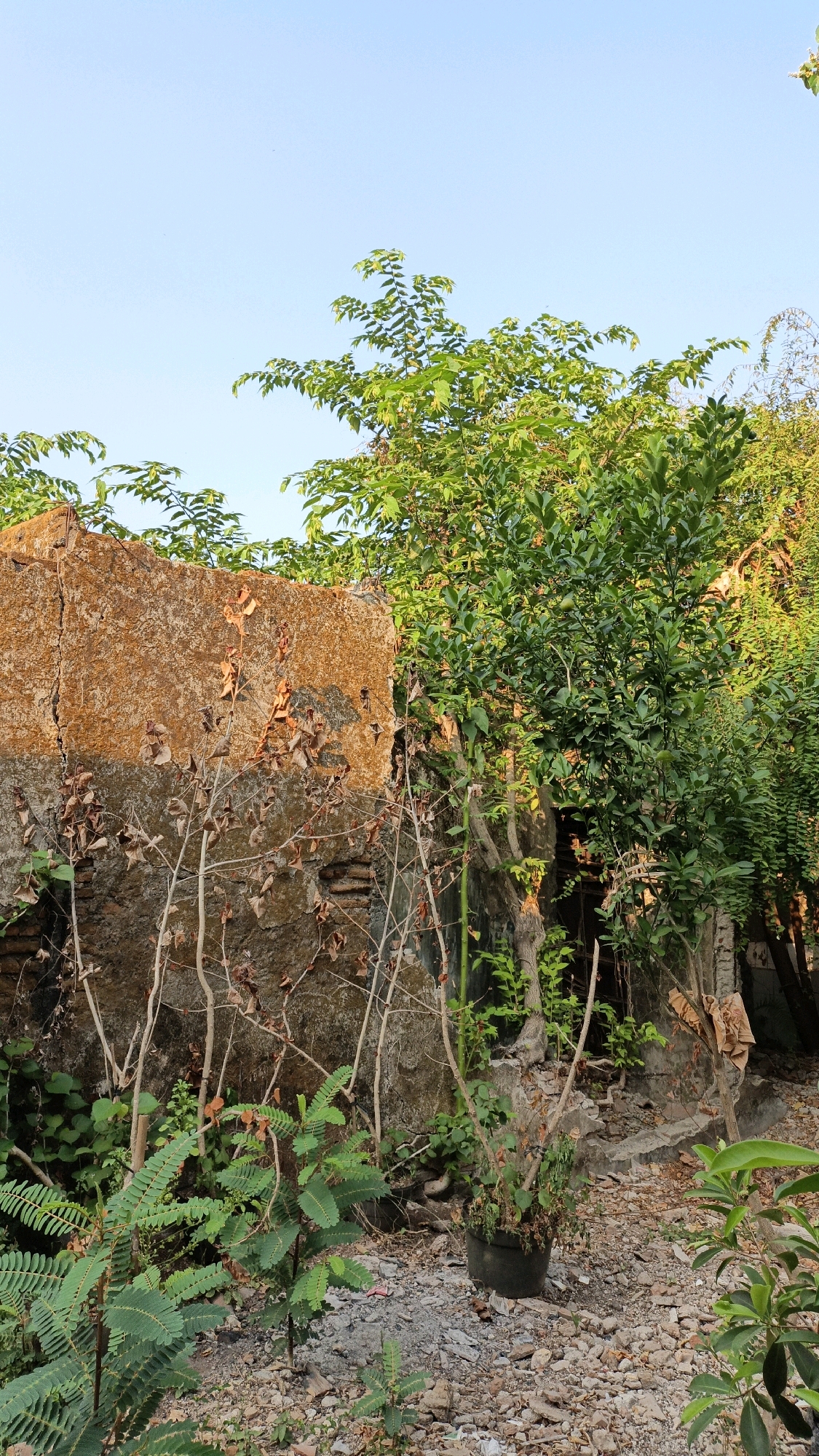 The image captures an overgrown, abandoned area in Cikal, Indonesia. A weathered, cracked concrete structure dominates the left side of the frame, its surface a mix of rust-orange and dark, damp concrete. Dead, dry branches with sparse brown leaves are clustered around and against this structure. Lush green foliage, including trees and smaller plants, encroaches from the right and behind the structure, some of it growing through cracks and over the ruins. The ground is covered with a mixture of small stones, gravel, and debris, with a single black plastic pot holding a struggling plant visible towards the center-right. The sky above is clear and a pale blue. No people are present in the scene.