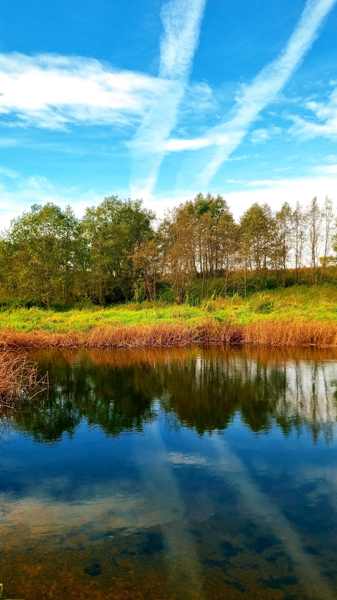 A vertical, low-angle, long shot captures a tranquil river scene under a bright blue sky in Kunganovo, Russia. The sky is adorned with wispy white contrails, resembling brushstrokes across the vast expanse. Below, a dense line of trees forms a verdant backdrop, their leaves a mix of lush green and autumnal yellow, hinting at the changing season. The foreground is dominated by the calm surface of the river, which mirrors the sky and trees with remarkable clarity. The water's surface also reveals the riverbed below, a mosaic of brown and amber hues. Tall, dry reeds along the riverbank add a textural contrast to the scene. The overall atmosphere is one of serene natural beauty, undisturbed by human presence.