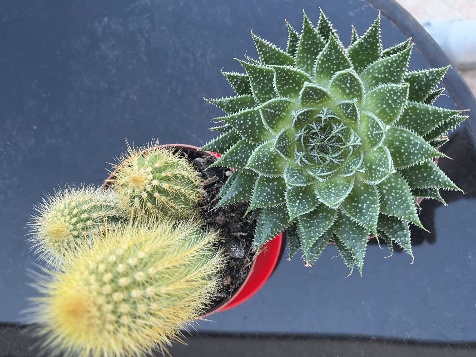 A high-angle shot presents two potted succulents on a dark surface. The pot, a red plastic container, holds both plants. The succulent on the right is a green aloe variety with white spots and spiked leaf edges, forming a symmetrical rosette pattern. The succulent on the left is a cactus type, featuring yellow-green stems covered in dense, fine spines. The potting soil is visible between the plants. The location and city details are not discernible from the image.