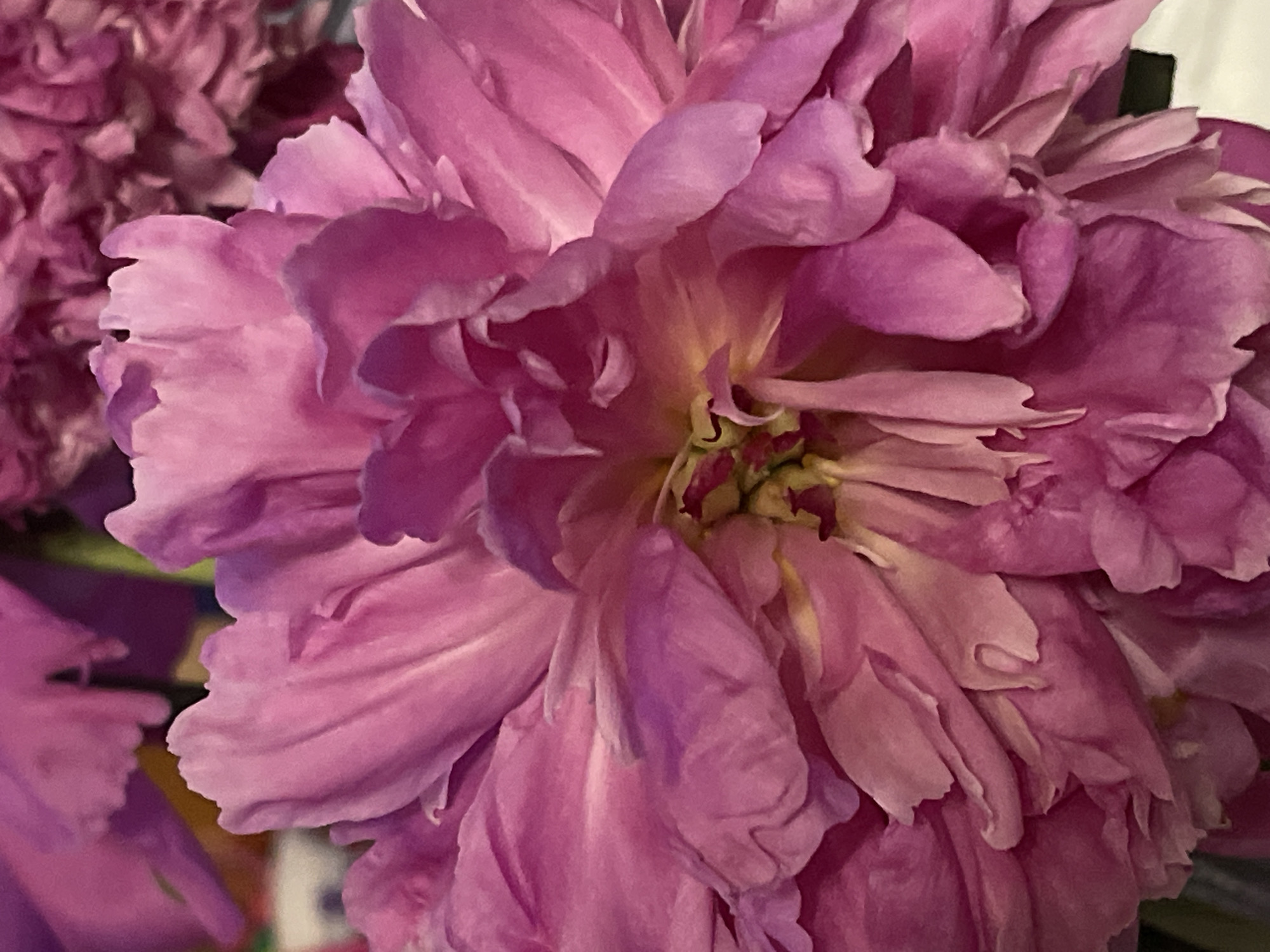 The image is a close-up, macro photograph of a pink peony flower. The flower is in full bloom, with numerous layers of soft, ruffled petals. The colors range from a vibrant fuchsia to lighter shades of pink and delicate yellow in the center. The petals are translucent in some areas, allowing light to pass through and highlighting the intricate textures and veins. The background is out of focus, with hints of other pink flowers and possibly some foliage, suggesting a bouquet or garden setting. There are no people, objects, or actions depicted in the image. The image does not contain information about its location in Minsk, Belarus.