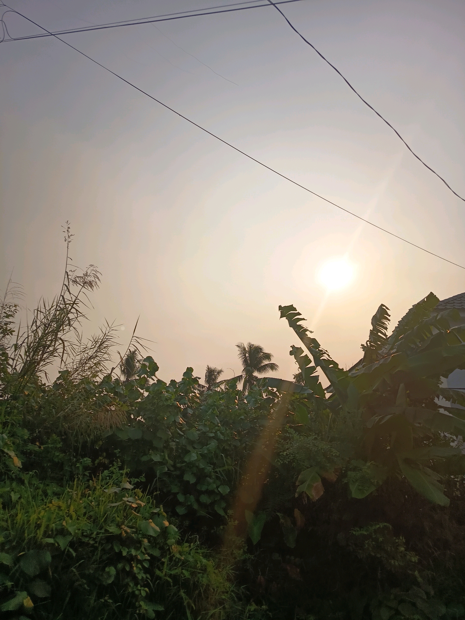 The image depicts a sunset scene in Banjarmasin, Indonesia. The sun is low in the sky, casting a warm, hazy light. The foreground is dominated by lush, green foliage, including tall grasses, broad-leafed plants, and what appear to be banana leaves. The foliage is dense and obscures much of the ground. In the background, silhouetted against the bright sky, are the tops of trees, including palm trees, and a portion of a building's roof, suggesting a semi-urban or suburban environment. Overhead, power lines stretch across the sky, a common sight in populated areas. The overall impression is one of natural beauty with human infrastructure present.