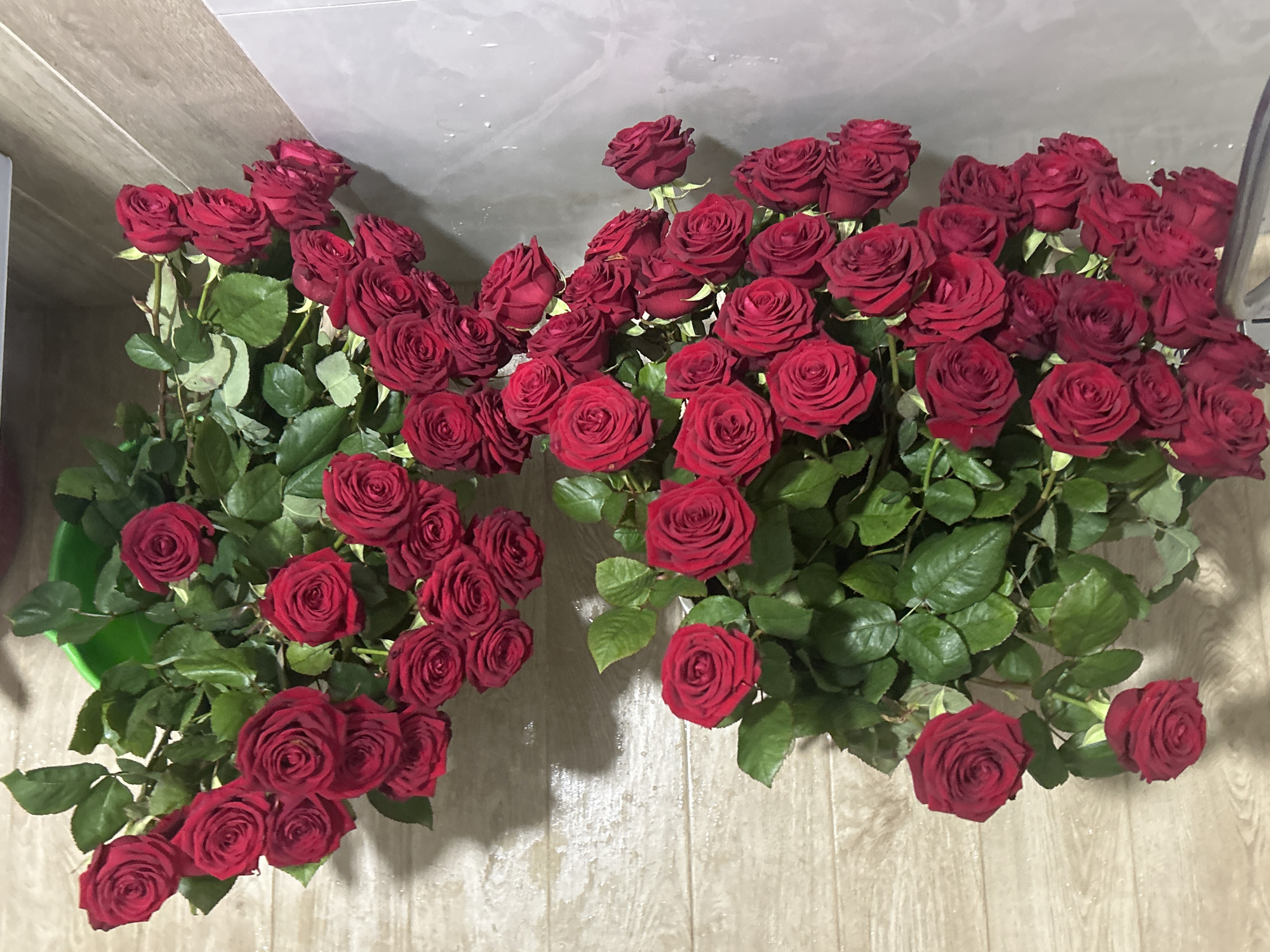 The image presents a large quantity of dark red roses, arranged in several abundant bunches. The roses are fresh with deep red petals and vibrant green foliage, appearing to be cut flowers. They are placed on a light-colored, possibly tiled or laminated floor or surface. A green bucket or container is partially visible on the bottom left, seemingly holding some of the rose stems.
The perspective is from slightly above, looking down on the flowers. The background features a transition from the light floor to a darker, possibly wood-paneled, vertical surface, and further up, a lighter grey or white tiled wall. The lighting suggests an indoor setting, likely artificial.
No specific activity or event is actively taking place within the frame, but the sheer volume of roses implies preparation for a significant occasion, a celebration, or a grand gift. The scene is located in Zlatograd, Bulgaria, according to the provided context. There is no visible text in the image.