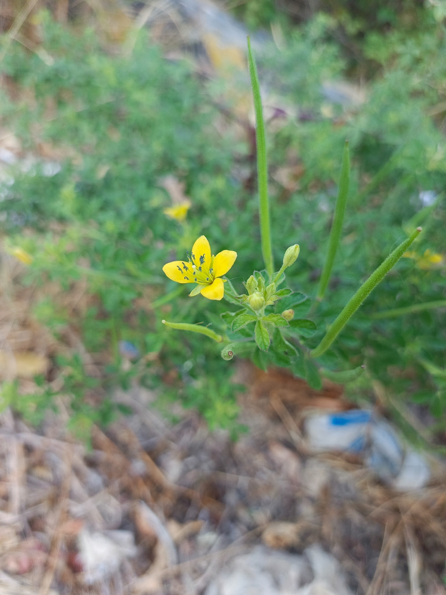 A single, bright yellow flower with five petals is in sharp focus in the center of the frame. The flower has dark stamen and is surrounded by green foliage, including buds and seed pods. The background is blurred, with patches of green and brown indicating more vegetation and dry leaves or twigs on the ground. A piece of blue and white plastic debris is visible in the lower right corner of the image, partially obscured by the ground cover. The scene appears to be an outdoor, natural setting, possibly a roadside or neglected area, with some litter present. The image is taken from a slightly elevated perspective, looking down at the flower.