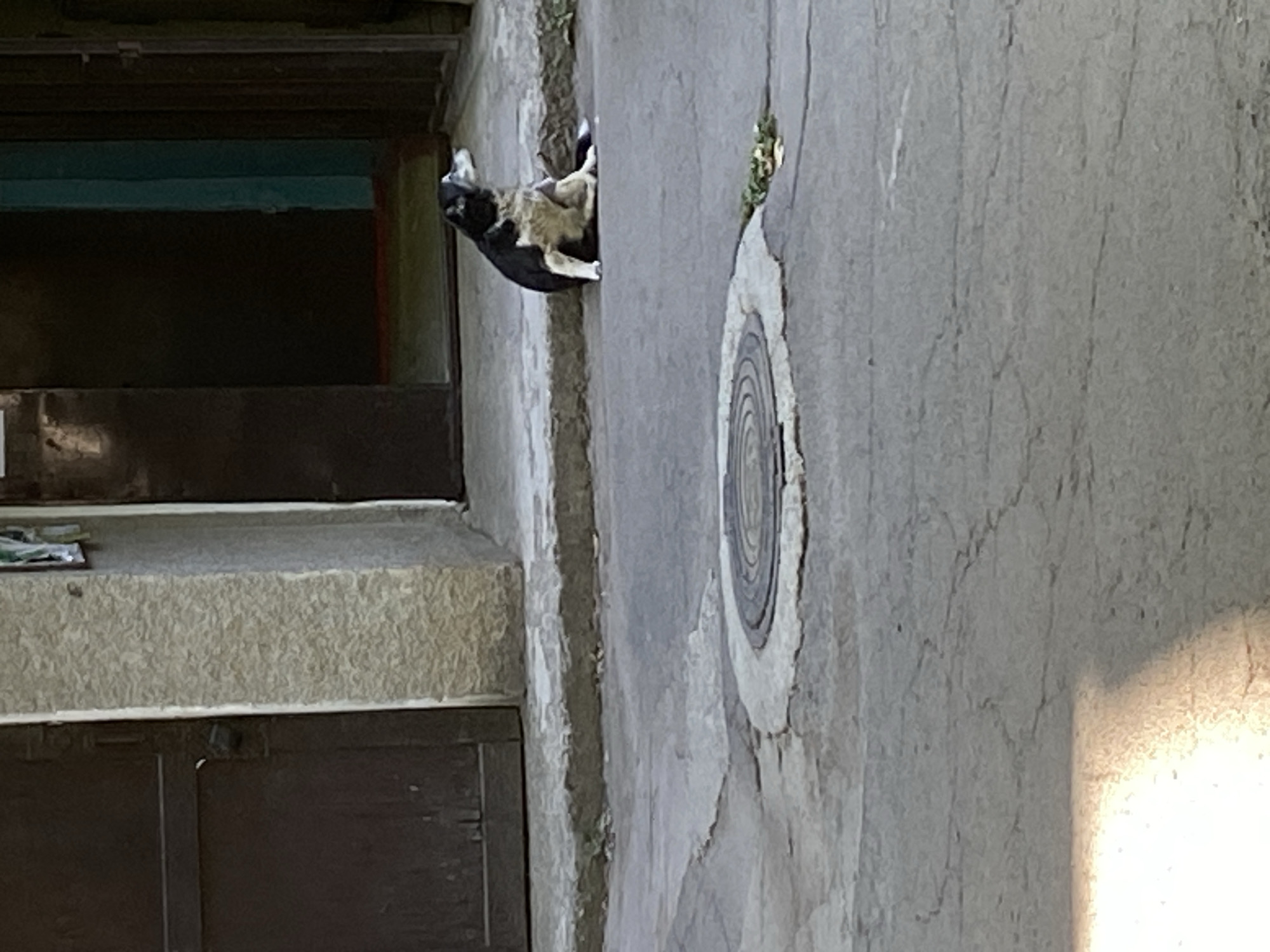 A medium-sized, black and white dog is sitting on a pavement in front of a building. The dog is facing to the right and looking away from the camera. The dog has short fur and appears to be an adult. The building behind the dog has a dark wooden door on the left and a dark entrance on the right. The pavement is cracked and has a manhole cover in the foreground. The scene appears to be in a public area, possibly a courtyard or alleyway in Uman, Ukraine.